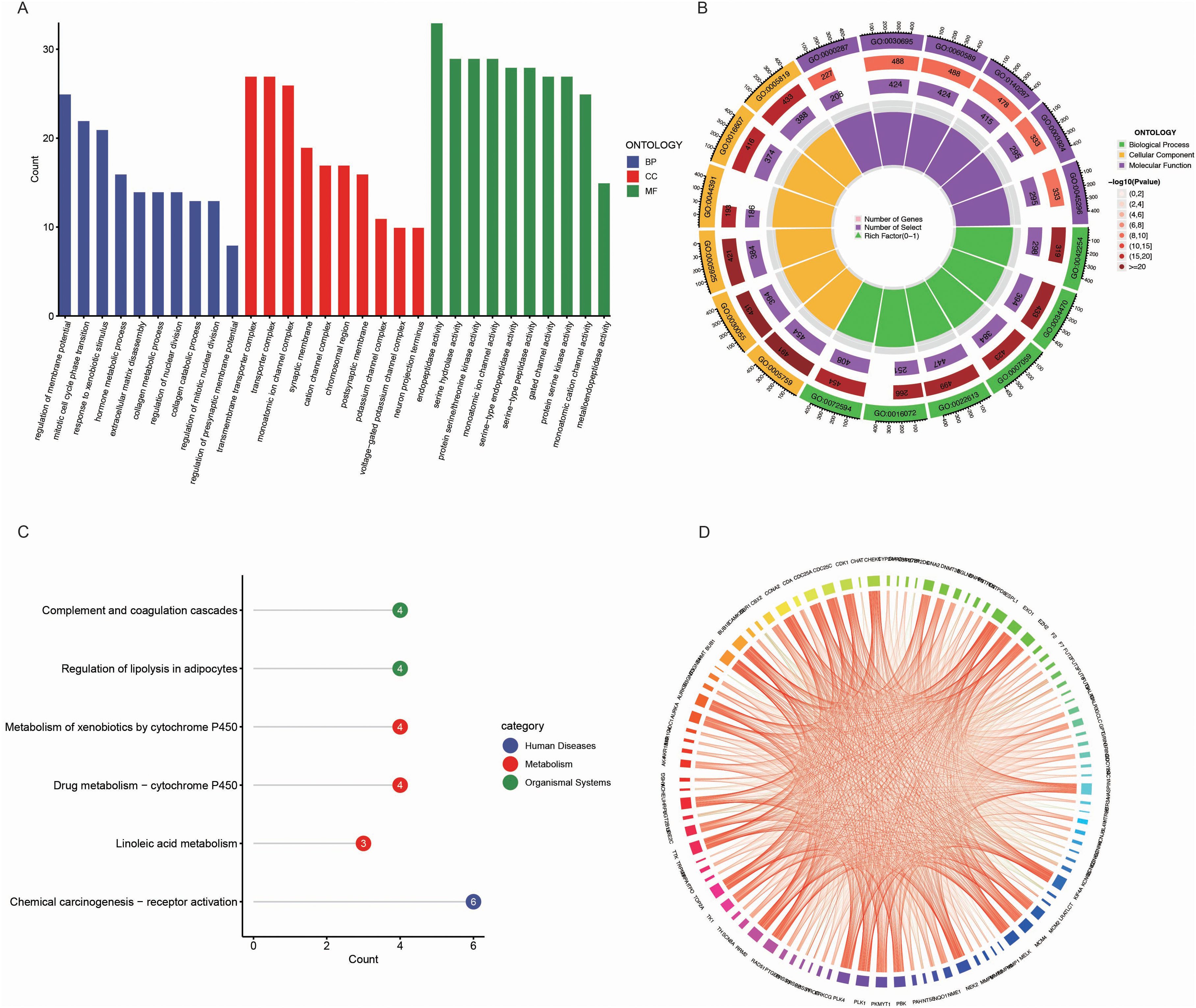 Panel A shows a bar chart with counts of various biological processes (BP), cellular components (CC), and molecular functions (MF). Panel B is a circular diagram illustrating gene ontology categories and their significance. Panel C presents a dot plot depicting involvement in human diseases, metabolism, and organismal systems. Panel D is a circular network diagram highlighting gene interactions.