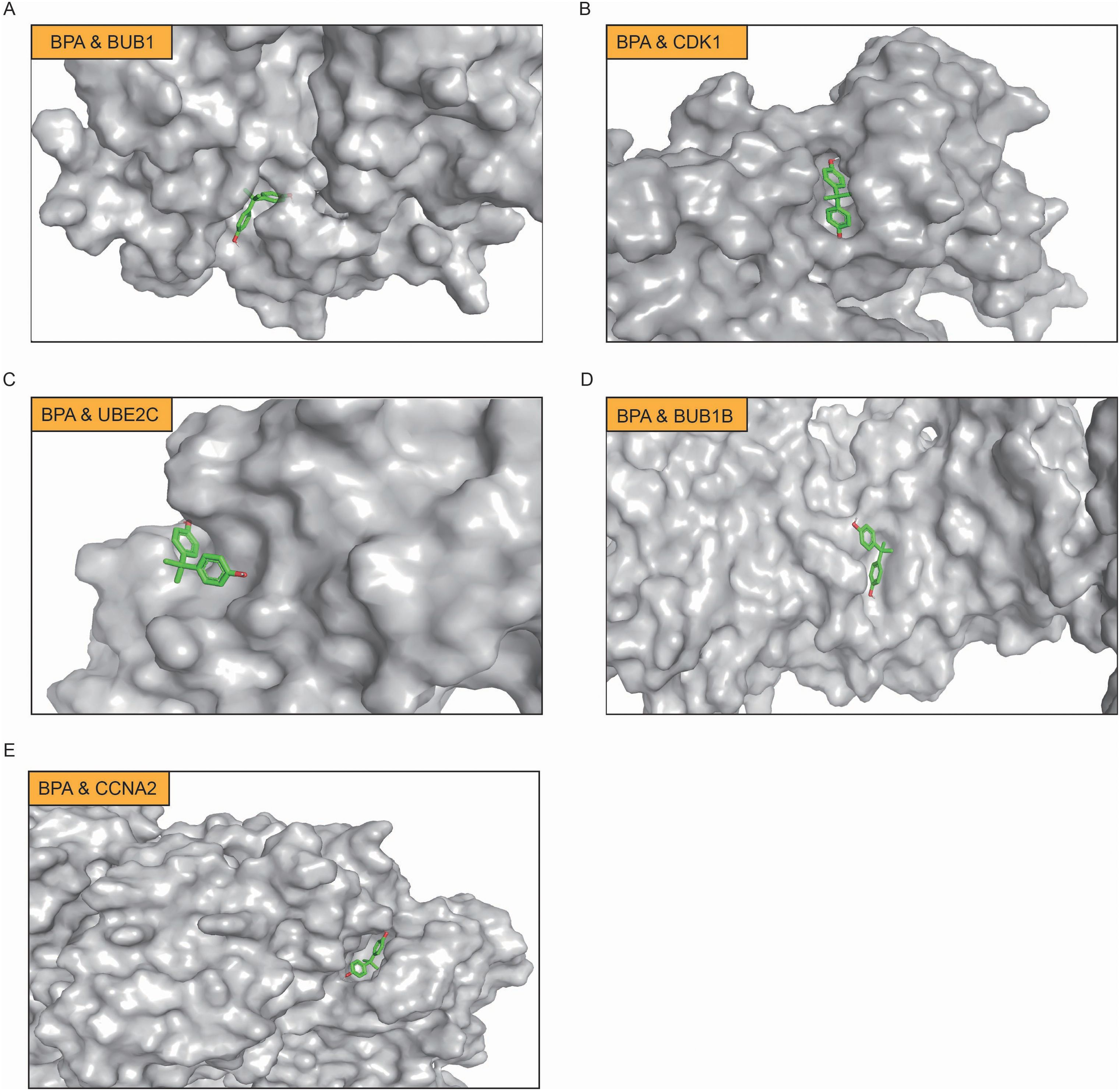 Five panels labeled A through E show molecular docking sites of BPA with different proteins in gray surface representation. Green and red structures represent BPA binding at sites for BUB1, CDK1, UBE2C, BUB1B, and CCNA2, respectively, in each panel.