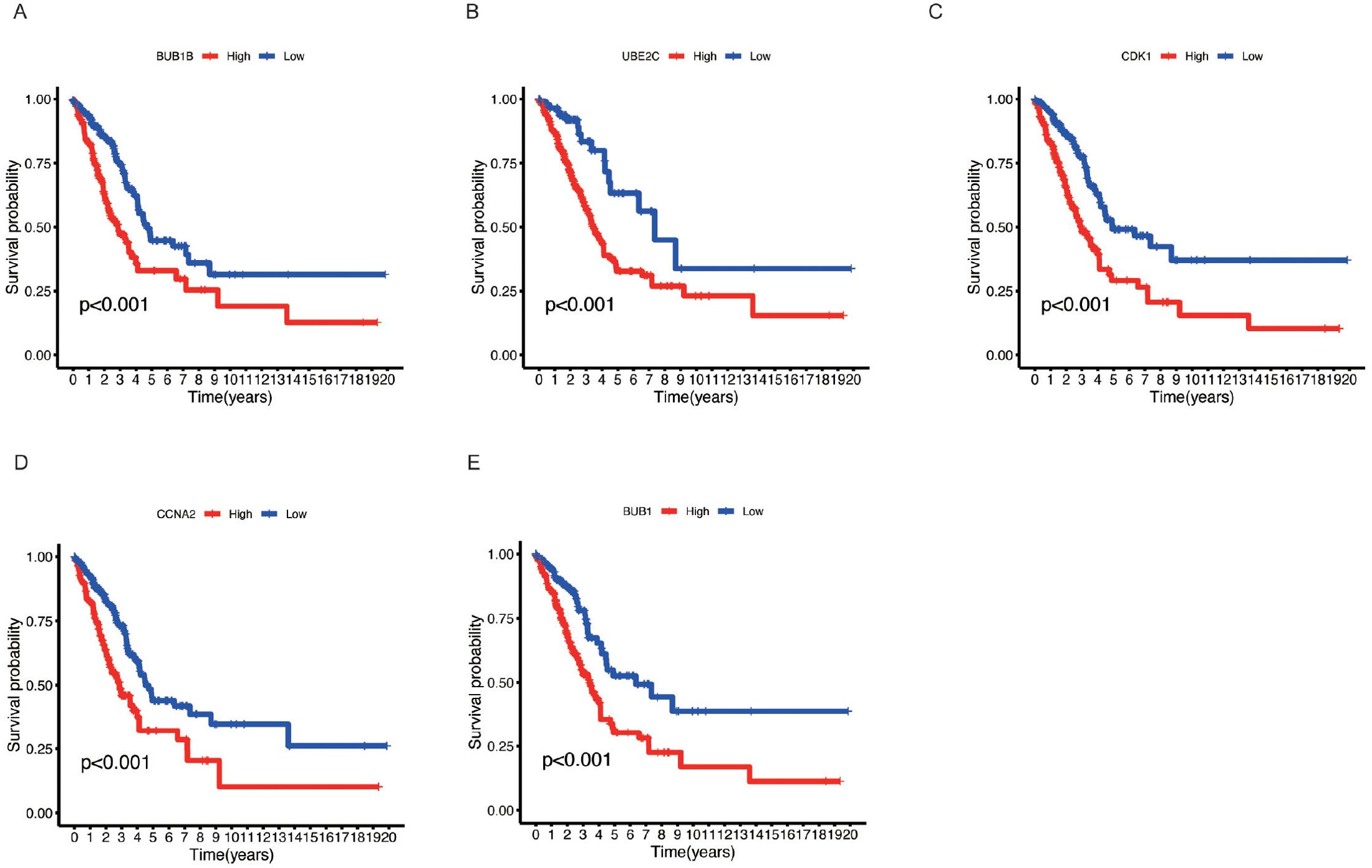 Five Kaplan-Meier survival plots compare high and low expression groups of different genes (BUB1B, UBE2C, CDK1, CCNA2, BUB1). Each plot shows time in years on the x-axis and survival probability on the y-axis. High expression (red) consistently shows lower survival probabilities than low expression (blue), with p-values less than 0.001 for all plots.