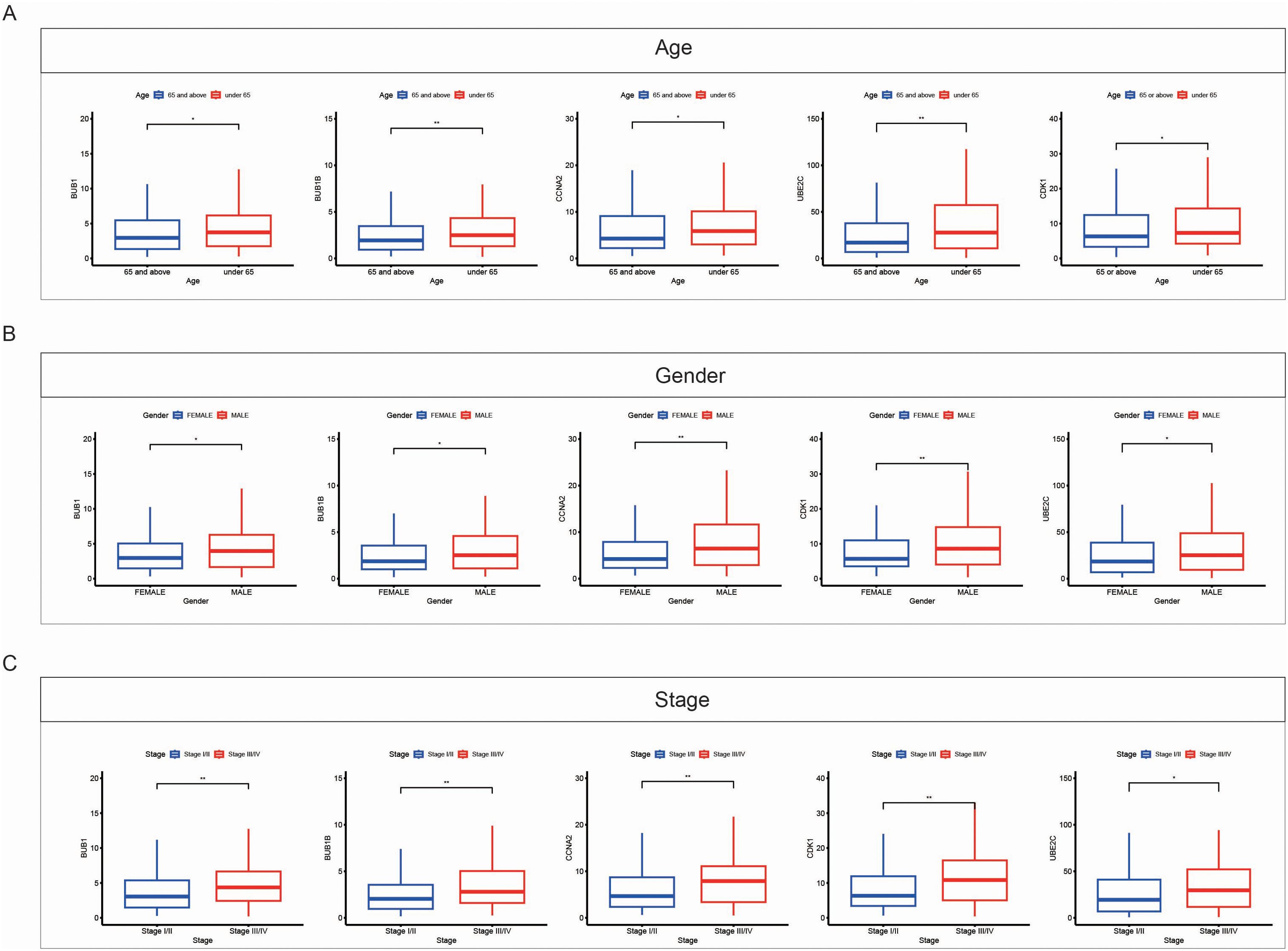 Three sets of box plots show data comparisons. Set A compares age groups (65 and above versus under 65) for BUB1, BUB1B, CDKN2C, and UBE2C. Set B analyzes gender differences (female versus male) for the same variables. Set C examines cancer stages (Stage I/II versus Stage III/IV) for these variables. Each set displays statistical significance with asterisks. Blue and red colors differentiate categories.