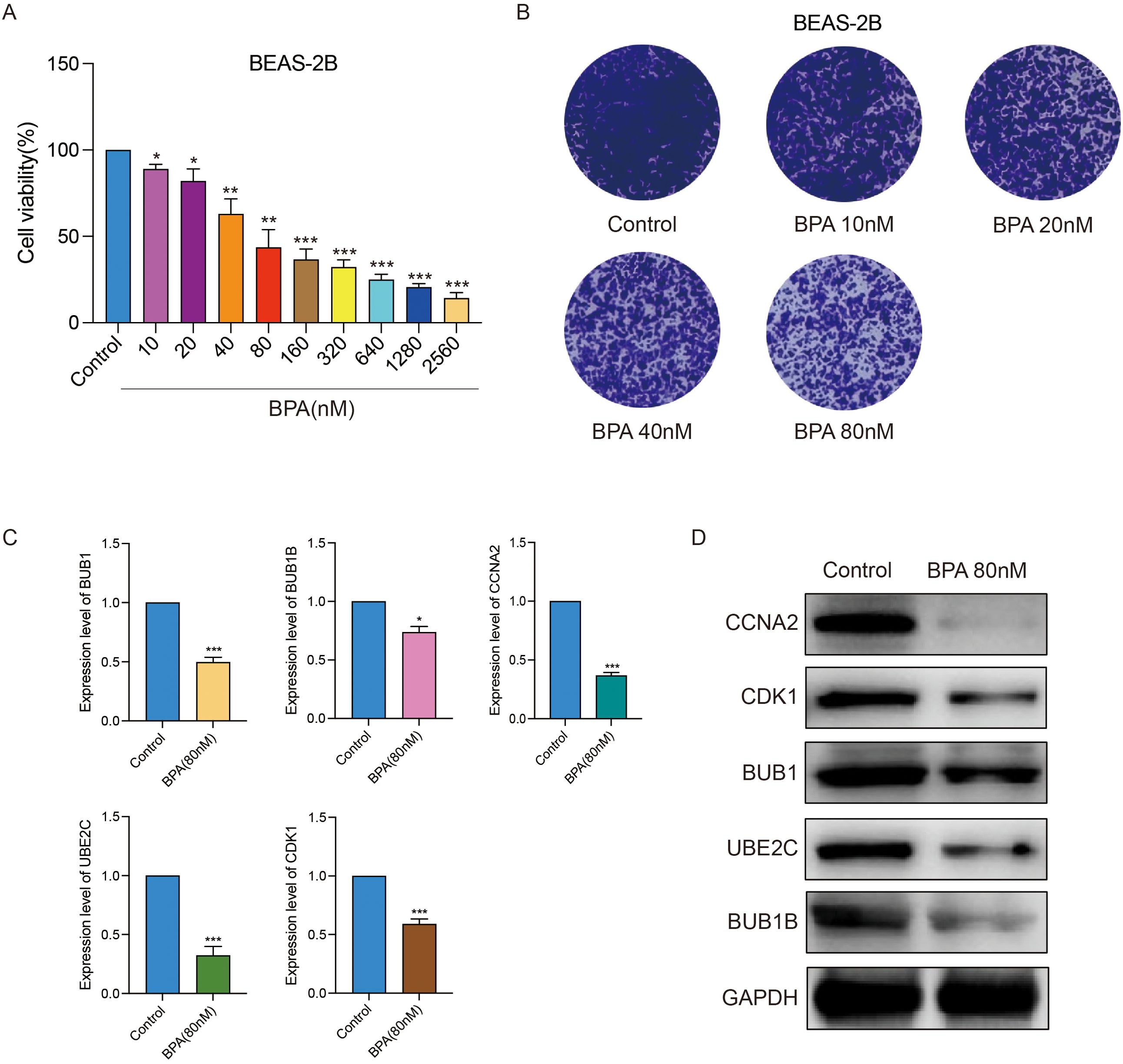 Four-panel image showing effects of BPA on BEAS-2B cells. (A) Bar graph depicting cell viability decreasing with increasing BPA concentrations. (B) Images of cell density for control and BPA treatments (10, 20, 40, 80 nM) showing reduction with higher BPA. (C) Bar graphs displaying reduced expression levels of BUB1, BUB1B, CCNA2, UBE2C, and CDK1 proteins at BPA 80 nM compared to control. (D) Western blot images comparing expression of CCNA2, CDK1, BUB1, UBE2C, BUB1B, and GAPDH between control and BPA 80 nM, showing decreased protein levels with BPA.