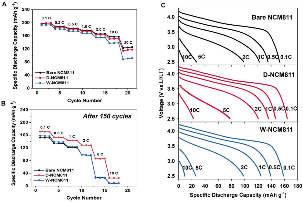 Three graphs display the performance of different NCM811 battery types. Graph A shows specific discharge capacity versus cycle number for Bare, D-NCM811, and W-NCM811, with capacity decreasing at higher charge rates. Graph B shows similar data after 150 cycles. Graph C displays voltage versus specific discharge capacity for the three types, with discharge rates ranging from 0.1C to 10C. Each battery type is represented in a distinct color: black for Bare NCM811, red for D-NCM811, and blue for W-NCM811.
