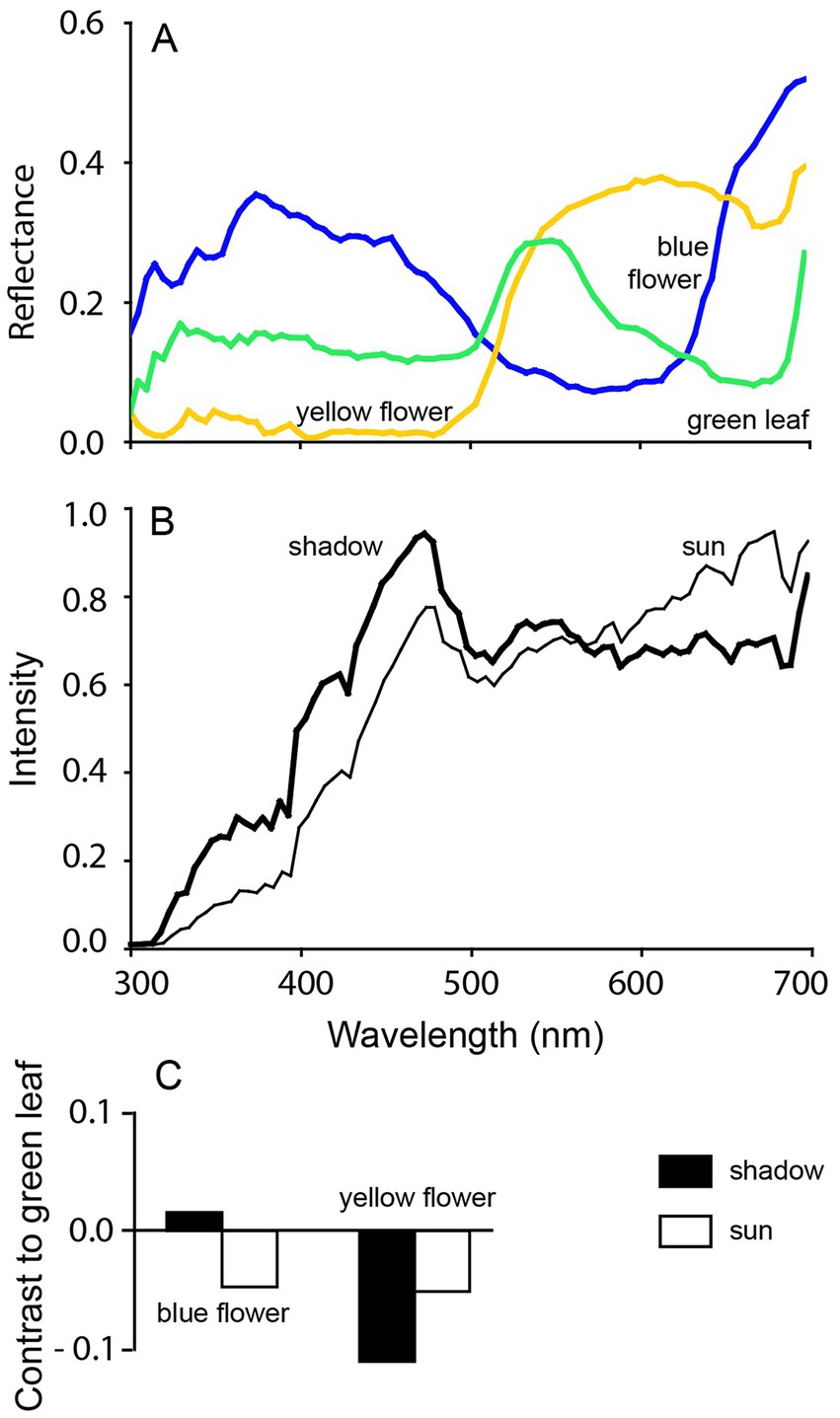 Graph composed of three panels. Panel A shows reflectance spectra of a yellow flower, blue flower, and green leaf from 300 to 700 nm. Panel B displays intensity curves for shadow and sun conditions over the same wavelength range. Panel C presents contrast to green leaf values for blue and yellow flowers in shadow and sun, with shadow marked by black bars and sun by white bars.