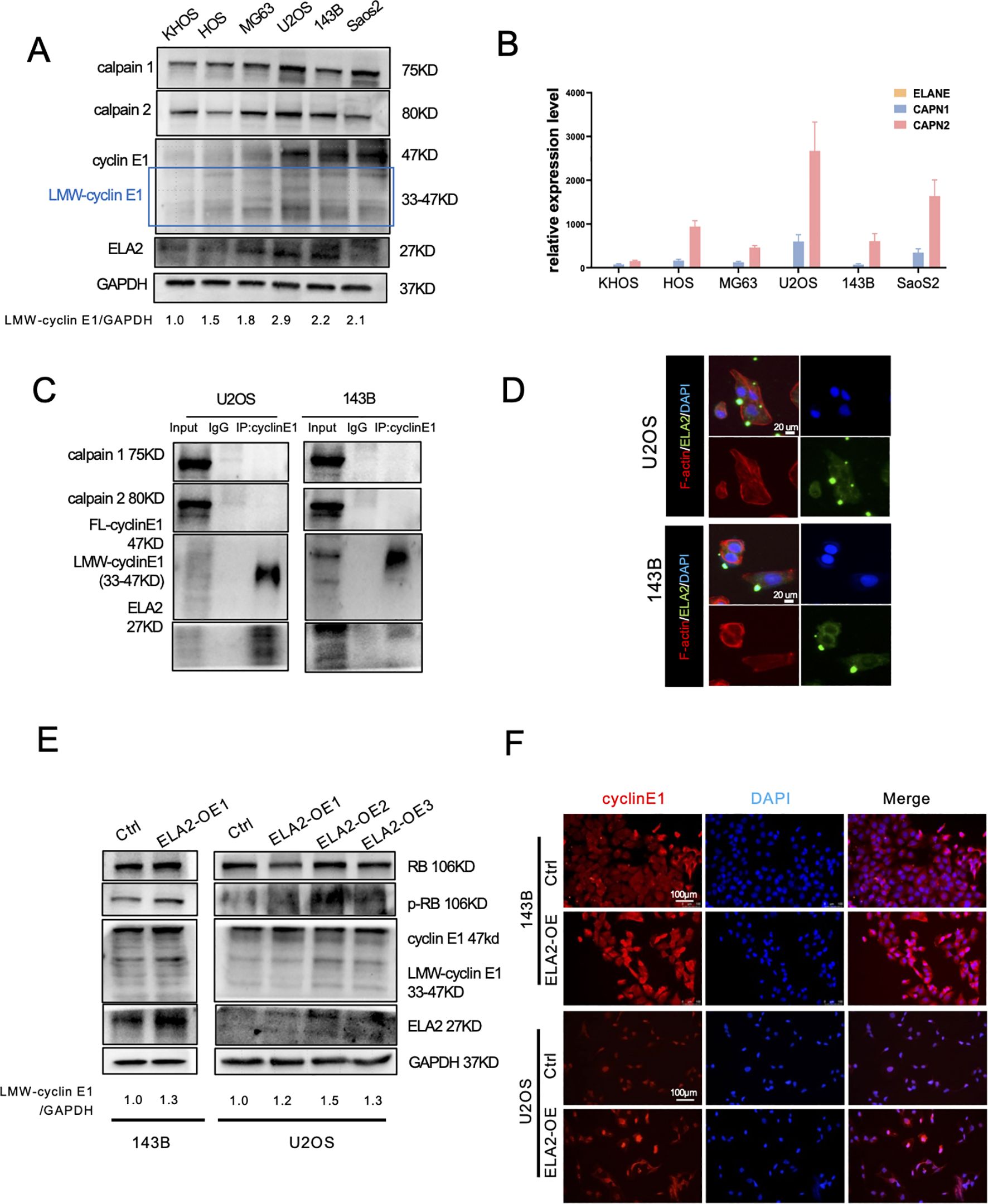 Composite image showing various experiments related to cyclin E1 activity: A. A western blot analysis of protein expressions in different cell lines comparing calpain 1, calpain 2, cyclin E1, LMW-cyclin E1, ELA2, and GAPDH, with relative expression levels. B. A bar graph showing relative mRNA expression levels of ELANE, CAPN1, and CAPN2 across six cell lines measured in arbitrary units. C. An immunoprecipitation analysis in U2OS and 143B cell lines using antibodies against cyclin E1, capturing calpain 1, calpain 2, FL-cyclin E1, LMW-cyclin E1, and ELA2. D. Fluorescent staining of U2OS and 143B cells showing F-actin in red, ELA2 in green, and nuclei in blue (DAPI). E. A western blot showing the effect of ELA2 overexpression on RB, p-RB, and cyclin E1 proteins in 143B and U2OS cells. F. Immunofluorescence images showing cyclin E1 expression in 143B and U2OS cells under control and ELA2 overexpression conditions, with cyclin E1 in red, nuclei in blue, and merged images.