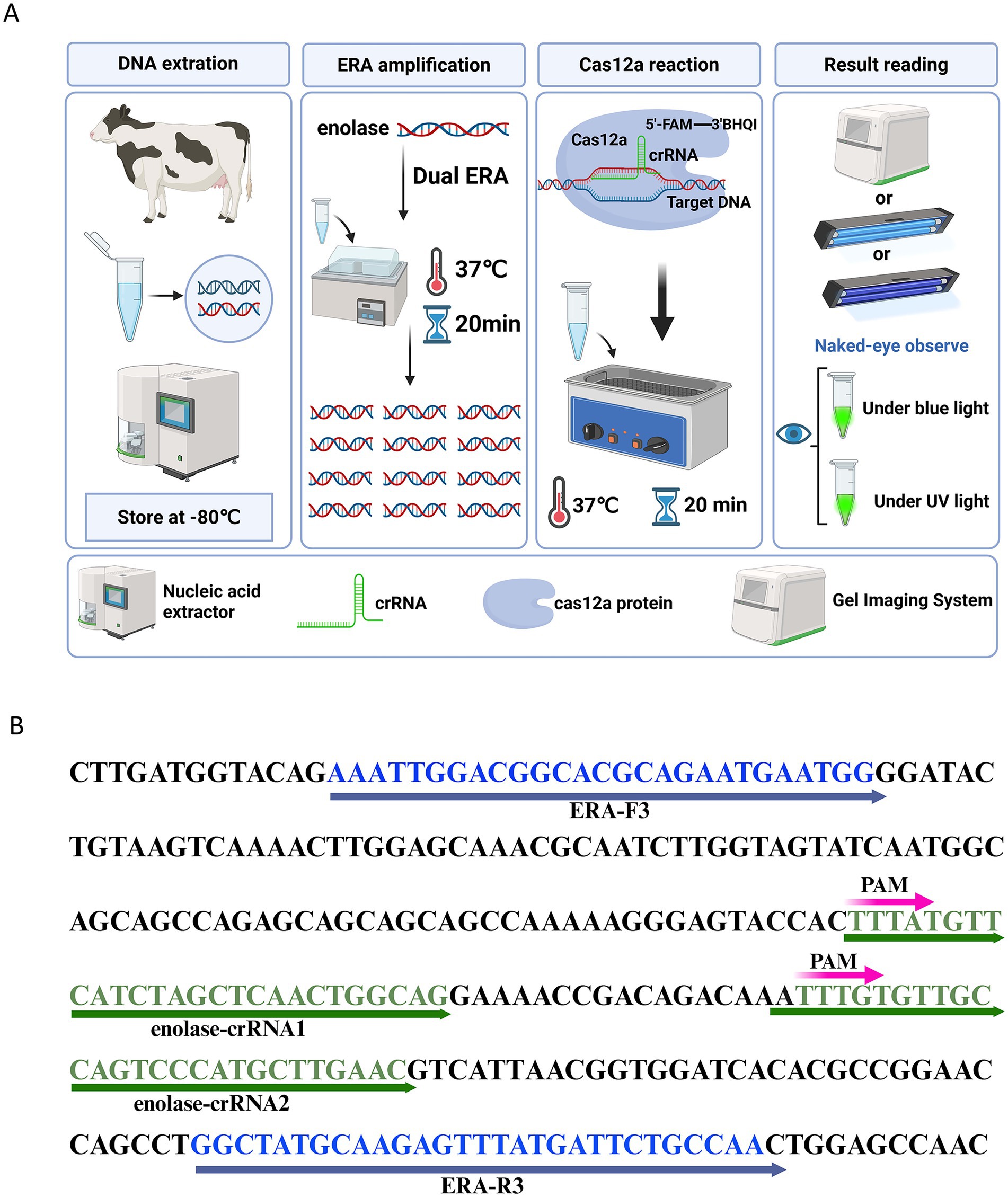 Diagram illustrating a DNA extraction and amplification process with a cow icon representing the DNA source. Steps include nucleic acid extraction, ERA amplification at 37 degrees Celsius, Cas12a reaction at the same temperature, and result reading using visual observation or imaging systems. Labelled components depict crRNA, Cas12a protein, and gel imaging system. The sequence alignment shows DNA sequences with marked regions for ERA-F3, ERA-R3, and enolase-crRNA binding sites, highlighted with arrows and colored text.