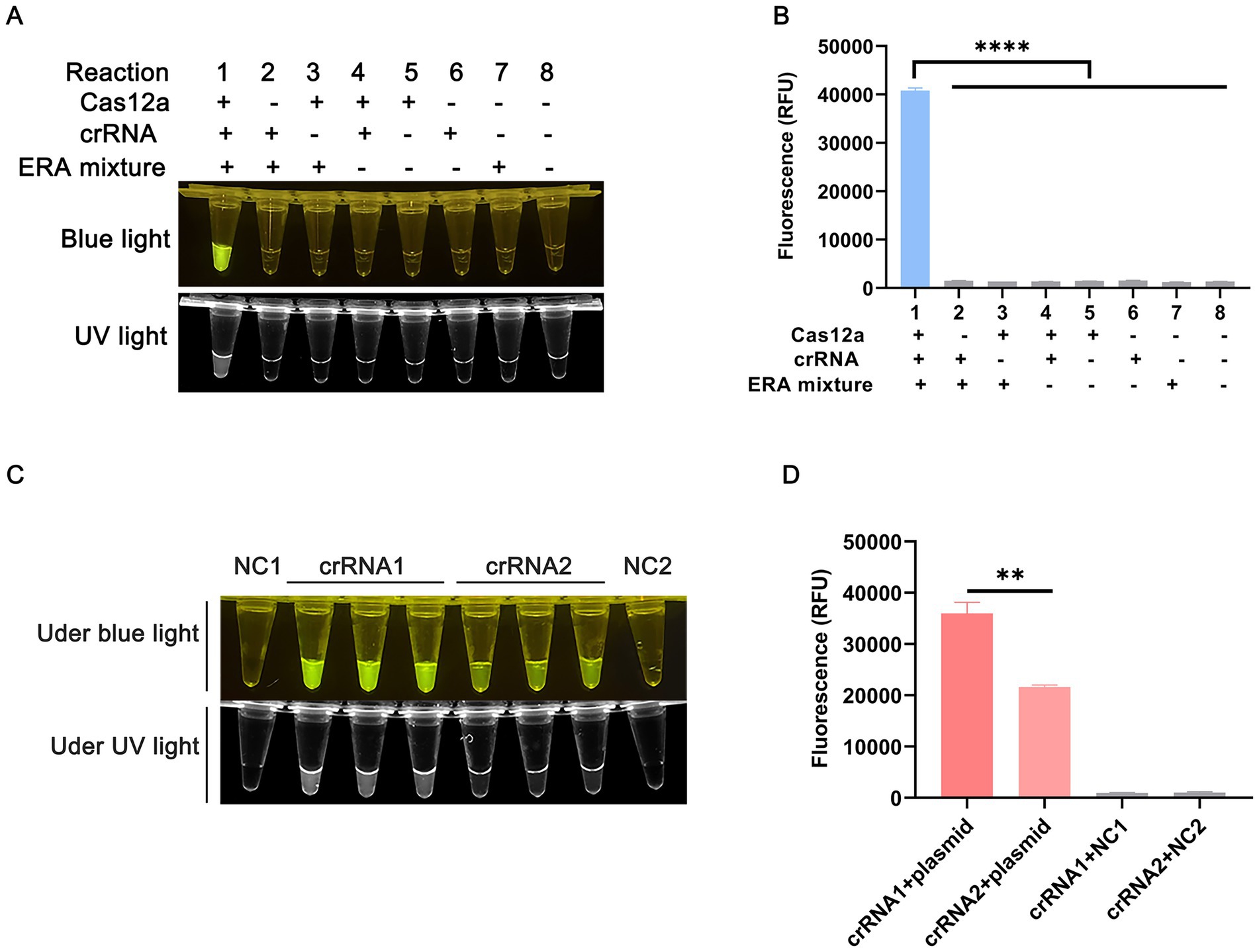 Panel A shows eight reaction tubes with varying components under blue and UV light, highlighting fluorescence in reaction one. Panel B presents a bar graph of fluorescence intensity, noting significant differences with asterisks, especially for reaction one. Panel C displays tubes labeled NC1, crRNA1, crRNA2, and NC2 under blue and UV light, indicating fluorescence differences. Panel D features a bar graph comparing fluorescence levels among these groups, emphasizing two statistically different groups with double asterisks.