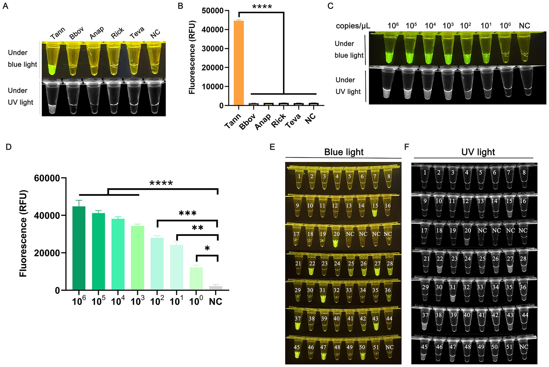 Panel of images and graphs showing fluorescence intensity in different conditions. (A) Tubes labeled Tann, Bbov, Anap, Rick, Teva, and NC under blue and UV light, with Tann showing fluorescence. (B) Bar graph of fluorescence intensity, Tann showing high levels. (C) Tubes with varying concentrations under blue and UV light, decreasing fluorescence with lower concentrations. (D) Bar graph showing fluorescence intensity decrease from 10^6 to the NC. (E) Tubes labeled 1-51 under blue light, some showing fluorescence. (F) Tubes labeled 1-51 under UV light, with minimal fluorescence visible.