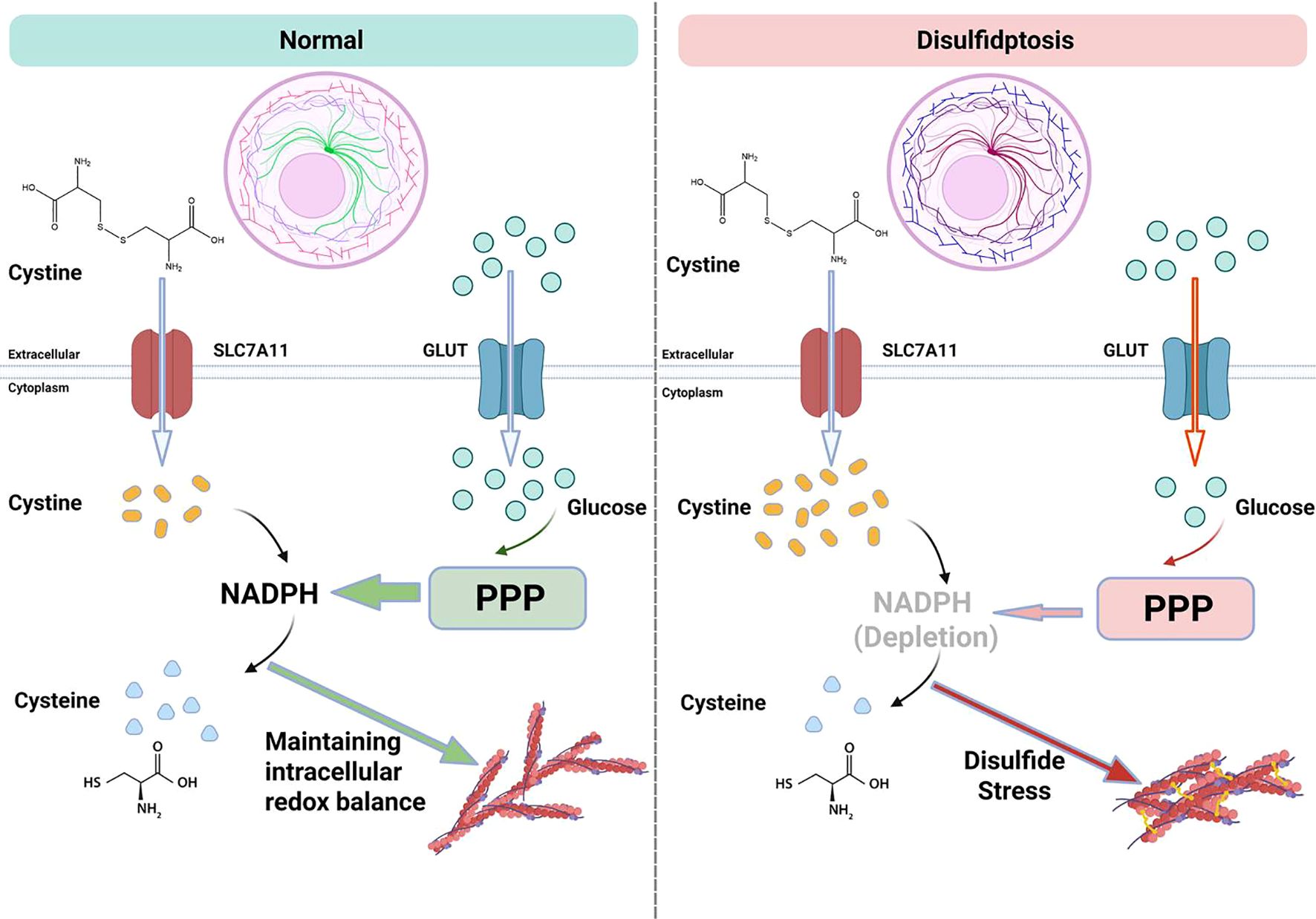 Diagram comparing normal and disulfidptosis conditions in cells. On the left, cystine is imported via SLC7A11, contributing to NADPH production through the PPP pathway, maintaining redox balance. On the right, in disulfidptosis, cystine uptake remains, but NADPH is depleted, leading to disulfide stress. Both sections show glucose import via GLUT.