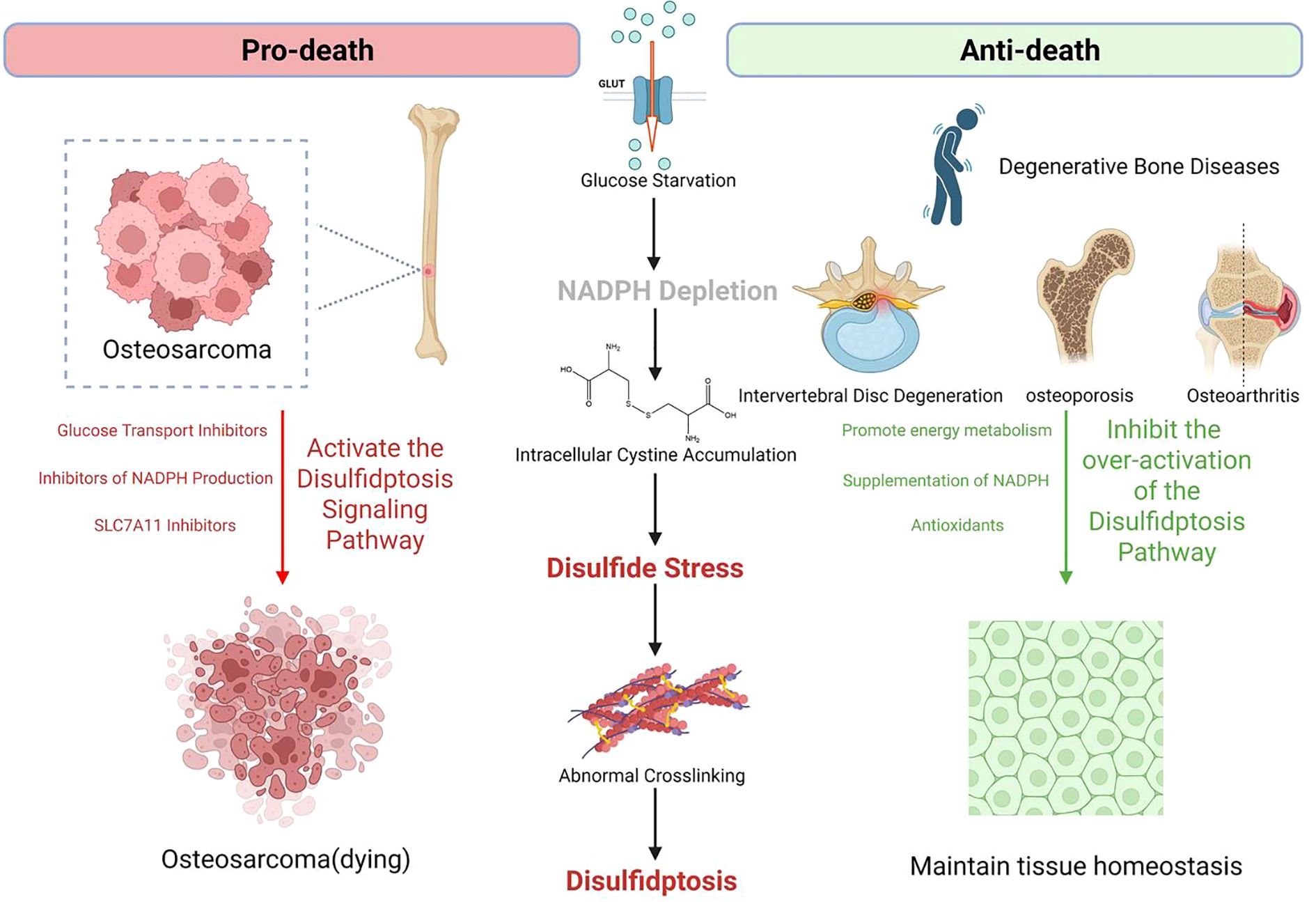 Diagram illustrating the pro-death and anti-death pathways in cells. On the left, the pro-death pathway features osteosarcoma, glucose transport inhibitors, and NADPH production inhibitors, leading to disulfide stress, abnormal crosslinking, and cell death. On the right, the anti-death pathway involves degenerative bone diseases, promoting energy metabolism, NADPH supplementation, and antioxidants, resulting in maintained tissue homeostasis. Key elements include glucose starvation, cystine accumulation, and disulfidptosis signaling.