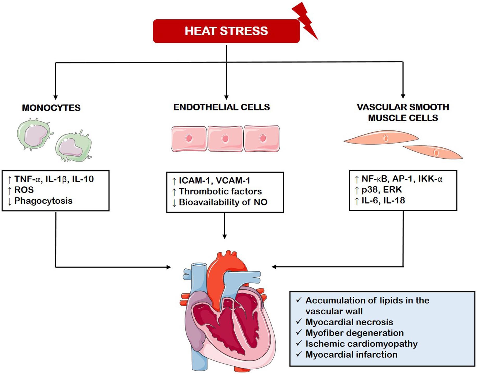 Flowchart showing heat stress effects on three cell types: monocytes, endothelial cells, and vascular smooth muscle cells. Monocytes increase TNF-α, IL-1β, IL-10, and ROS, while decreasing phagocytosis. Endothelial cells increase ICAM-1, VCAM-1, thrombotic factors, and NO bioavailability. Vascular smooth muscle cells increase NF-κB, AP-1, IKK-α, p38, ERK, IL-6, and IL-18. These changes lead to lipid accumulation in the vascular wall, myocardial necrosis, myofiber degeneration, ischemic cardiomyopathy, and myocardial infarction. Central image of a heart illustrates these cardiovascular effects.