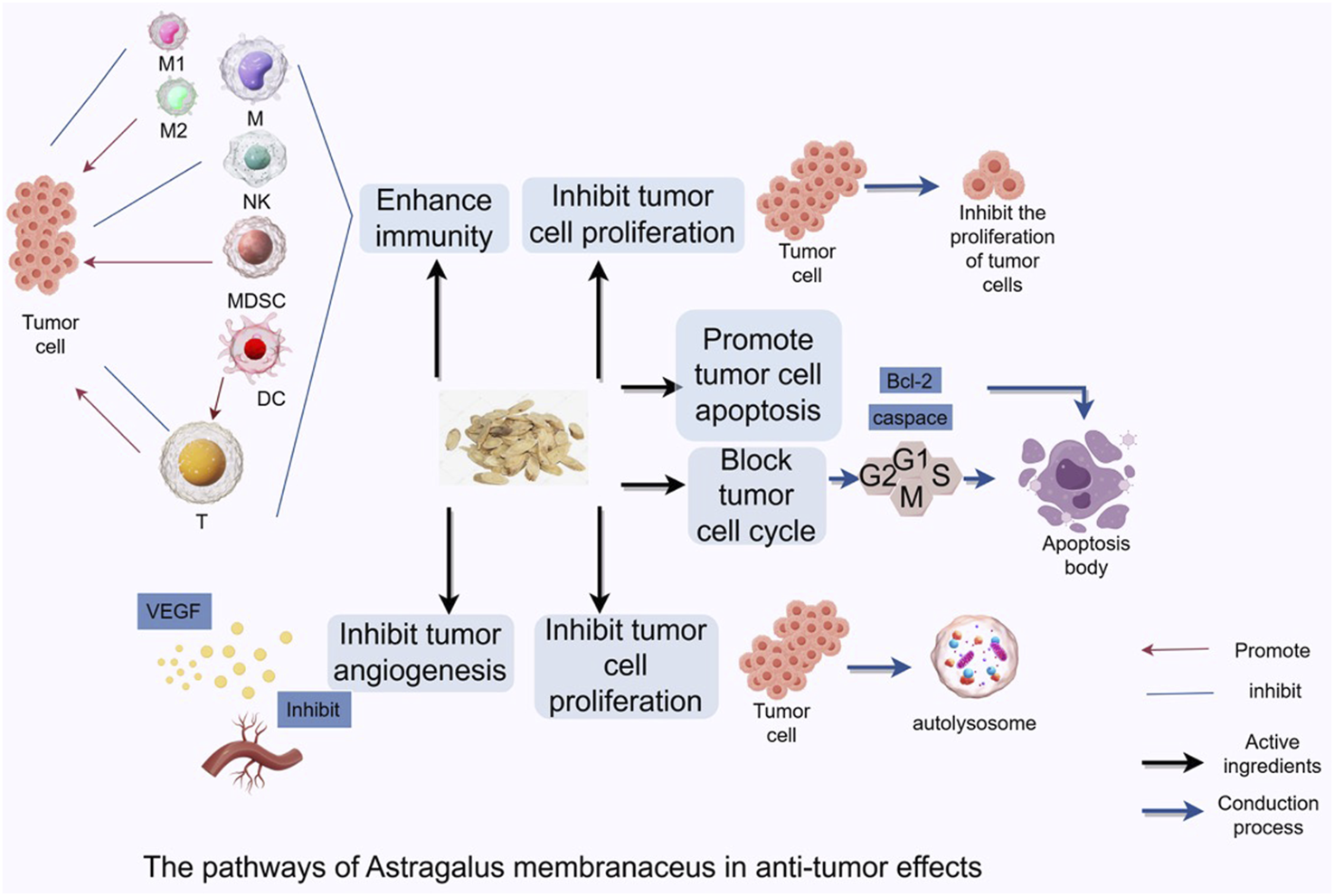 Diagram illustrating the anti-tumor effects of Astragalus membranaceus. It shows how the herb enhances immunity via various cell types (M1, M2, M, NK, MDSC, DC, T), inhibits tumor cell proliferation, promotes apoptosis, and blocks the cell cycle. It also inhibits tumor angiogenesis through VEGF. Key processes include promoting, inhibiting, and conduction, with a central image of Astragalus membranaceus.