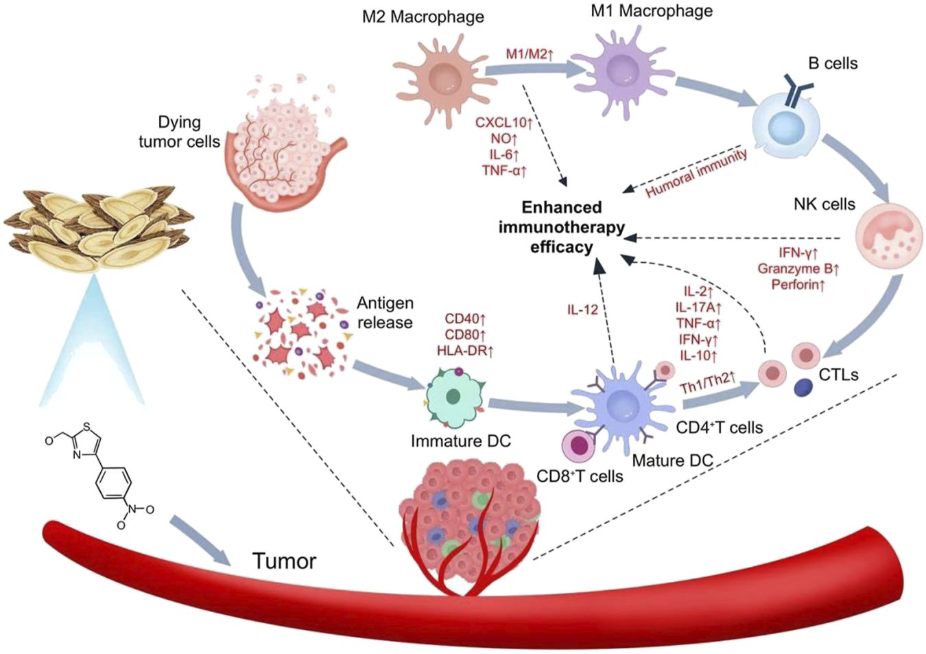 Diagram illustrating the process of enhanced immunotherapy efficacy. It begins with tumor cells treated with compounds, leading to antigen release. This activates M2 to M1 macrophage conversion, promoting cytokine release. Immature dendritic cells (DCs) become mature DCs through interactions with CD8+ and CD4+ T cells. Natural killer (NK) cells and B cells contribute to humoral immunity. This series of interactions ultimately enhances the efficacy of immunotherapy against cancer. The diagram includes arrows indicating the flow and connections of various cells and cytokines, emphasizing their roles in the immune response.