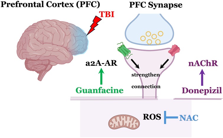 Diagram showing the effects of traumatic brain injury (TBI) on the prefrontal cortex (PFC) and synapse. Guanfacine targets a2A-AR to strengthen connections, while Donepezil targets nAChR. Reactive oxygen species (ROS) are counteracted by NAC.