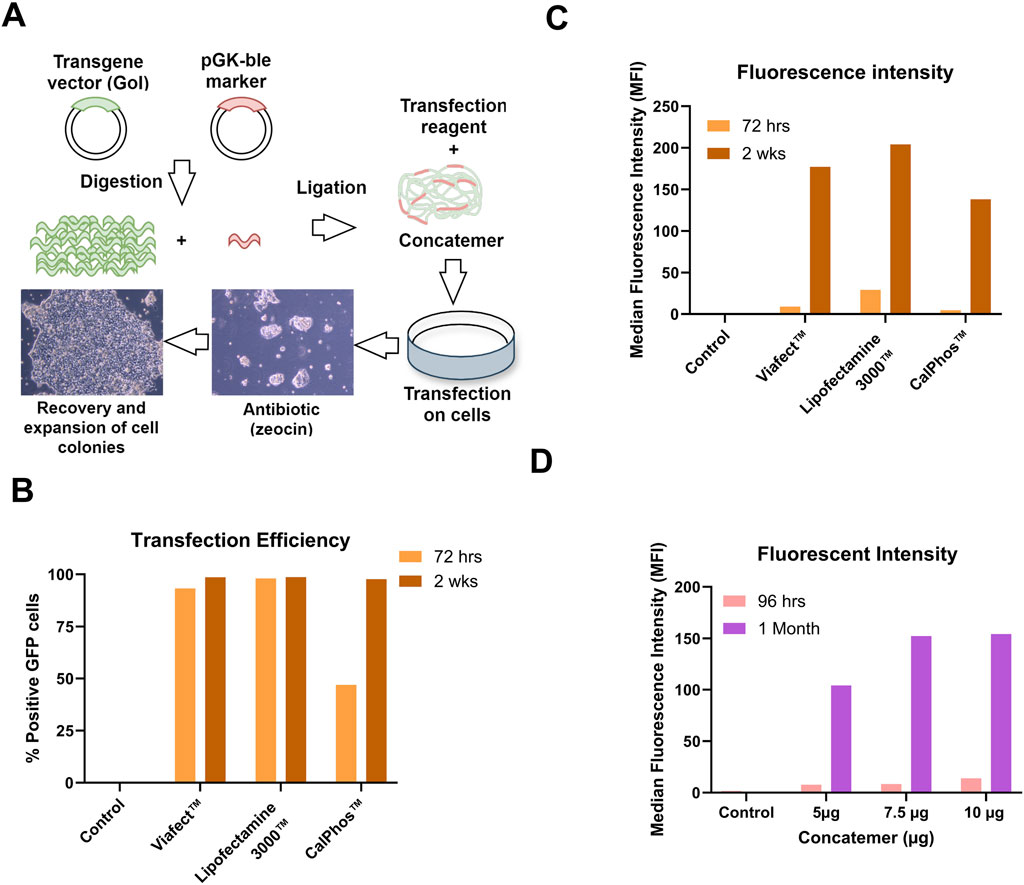 illustrates the optimization of GFP concatemer-based transfection to improve stable cell line development. Panel A shows the workflow for concatemeric array formation, PCL transfection, and antibiotic selection to establish stable producer cells. Panel B presents a bar graph of transfection efficiency as the percentage of GFP-positive cells. Panel C displays a bar graph of median fluorescence intensity (MFI) measured at 72 hours post-transfection and two weeks after Zeocin selection. Panel D depicts a bar graph of GFP expression, assessed as MFI using Lipofectamineâ„¢ 3000 with p3000 enhancer at varying concatemer amounts, recorded at 96 hours and one-month post-transfection and selection.