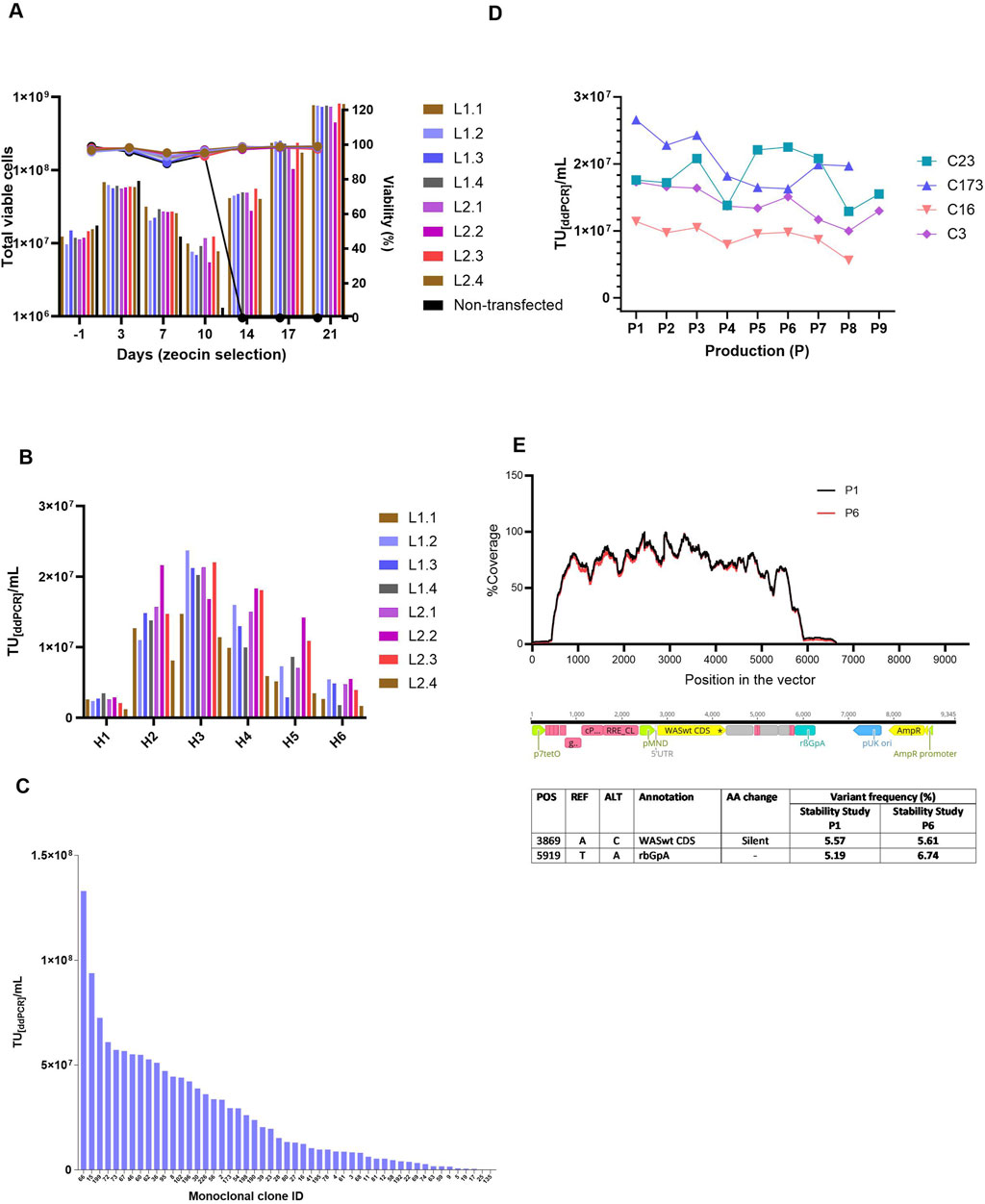 illustrates polyclonal and monoclonal cell line generation with clone characterization. Panel A: line and bar graphs of total viable cells and viability (%) over 21 days of zeocin selection, including non-transfected controls showing decline at Day 10 followed by recovery in stable pools. Panel B: bar graph of infectious titers for different harvests from polyclonal pools, peak at 2.37E+07 TU(ddPCR)/mL) for L2.2. Panel C: bar graph ranking monoclonal clones by titer, highest 1.33E+08 TU(ddPCR)/mL) for clone 66. Panel D: line graph of stability titers across 8 to 9 LV productions. Panel E: line graph of vector coverage and table of genetic variants from NGS analysis.