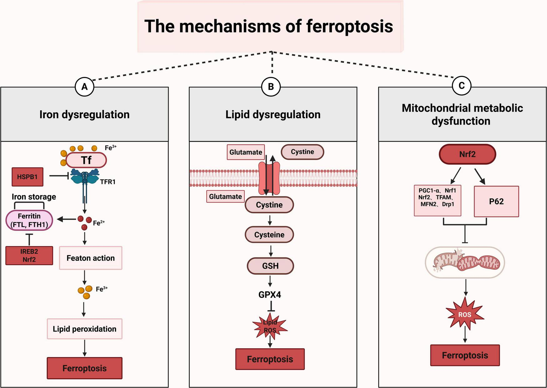 Diagram illustrating mechanisms of ferroptosis through three pathways: (A) Iron dysregulation involving transferrin and lipid peroxidation; (B) Lipid dysregulation via glutamate, cystine, and GPX4; (C) Mitochondrial dysfunction linked to Nrf2, P62, and ROS generation. Each pathway leads to ferroptosis.