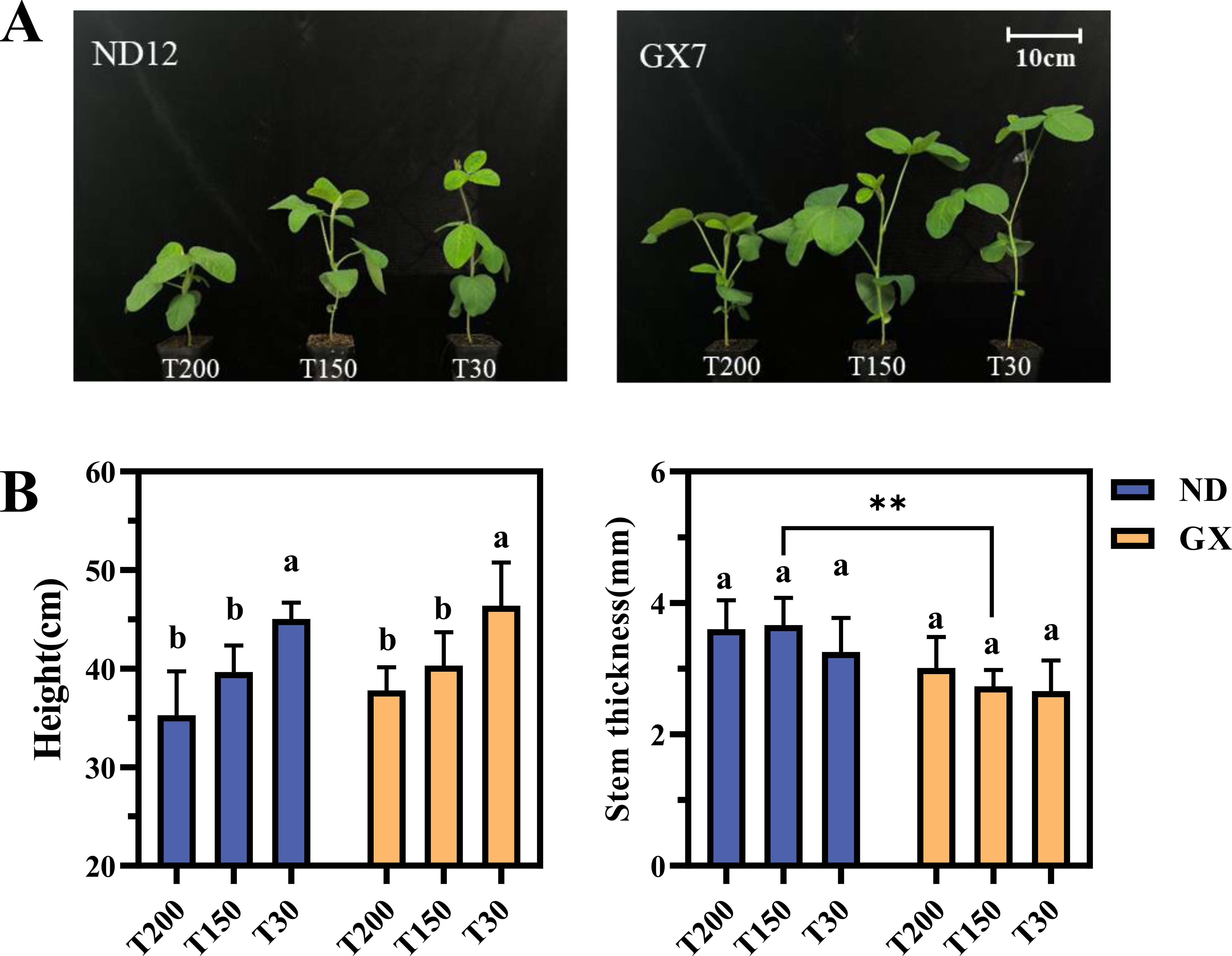 Panel A shows two groups of plants, ND12 and GX7, each with three samples labeled T200, T150, and T30. Panel B features two bar graphs comparing ND and GX plants. The left graph shows plant height (in centimeters) with T30 being the tallest. The right graph illustrates stem thickness (in millimeters) with no significant difference marked by asterisks. Each graph includes labels “a” and “b” indicating statistical significance. A scale of 10 centimeters is used in Panel A.
