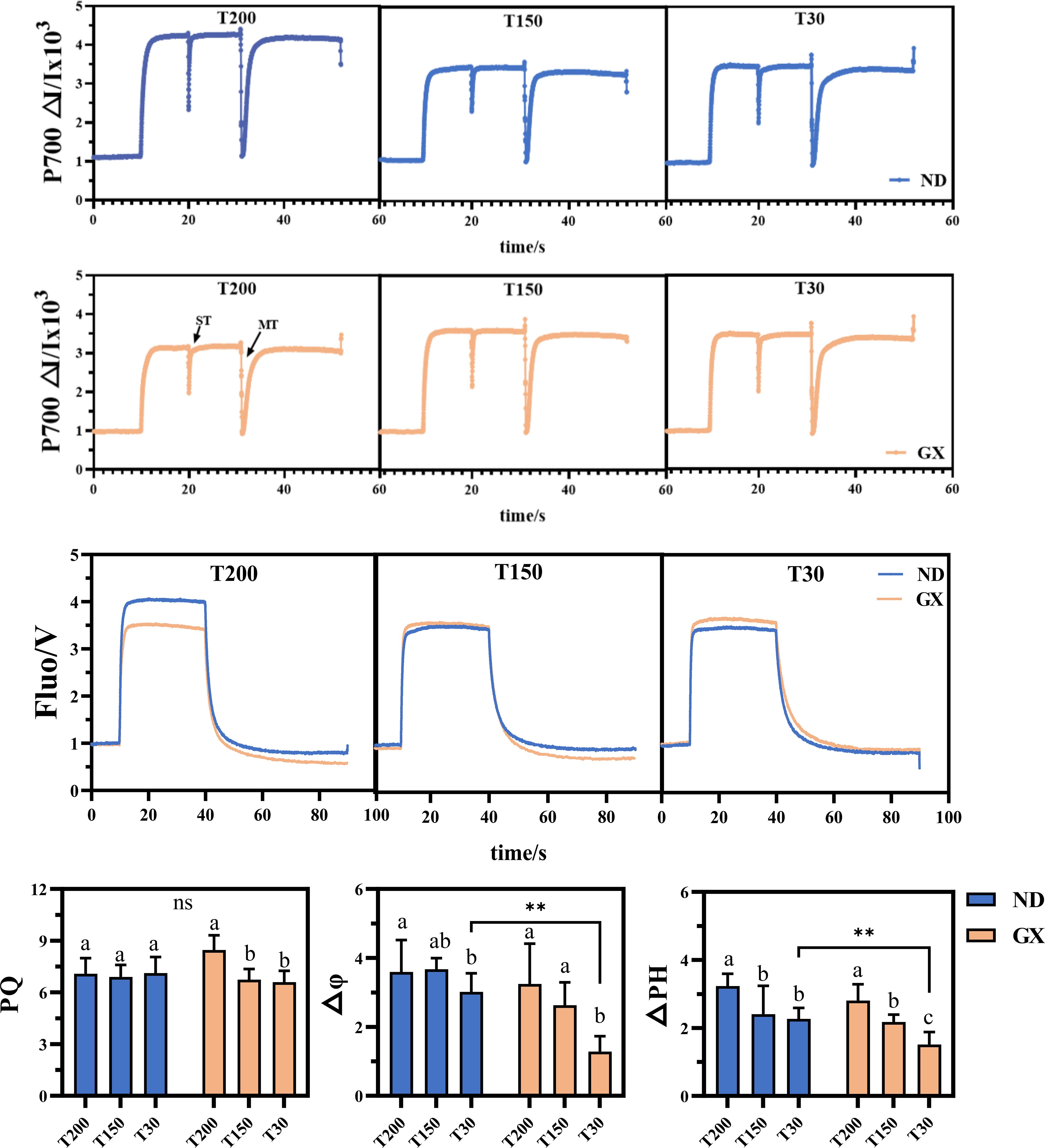 Graphs display data on P700 absorption changes and fluorescence across three conditions: T200, T150, T30, for ND (in blue) and GX (in orange). The top two rows show P700 ΔI/Ix10⁻³ over time, revealing differences in reaction kinetics. The third row illustrates Fluo/V measurements, indicating fluorescence intensity changes. Bar charts underneath compare PQ, ΔQ, and ΔP/H values for ND and GX across the three conditions, with statistical significance noted by asterisks and labeled lettering indicating group differences.