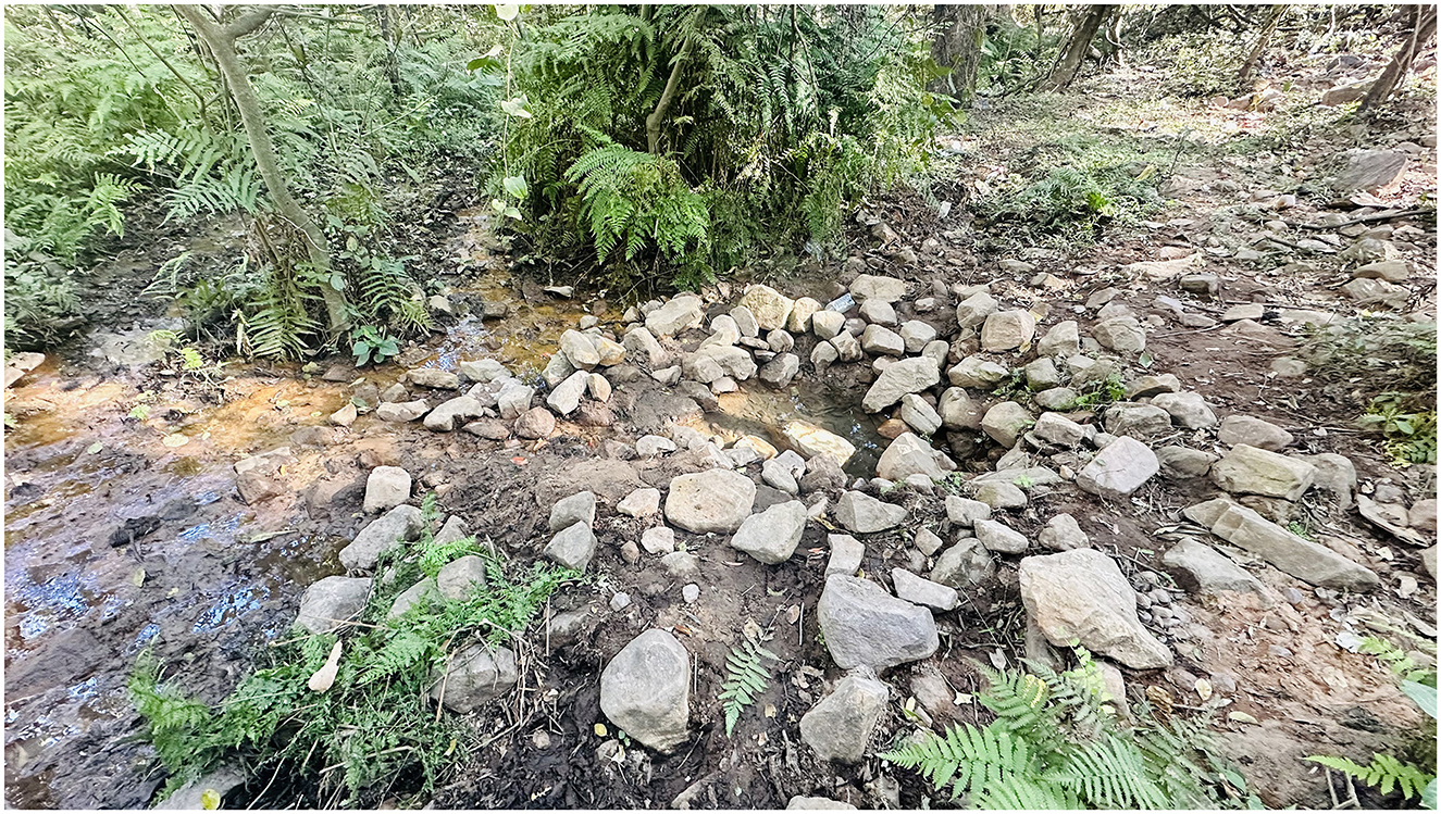 A small pond is formed by a circular arrangement of rocks in a forest setting. Ferns and trees surround the area, with a narrow stream flowing between the rocks. Sunlight filters through the foliage.