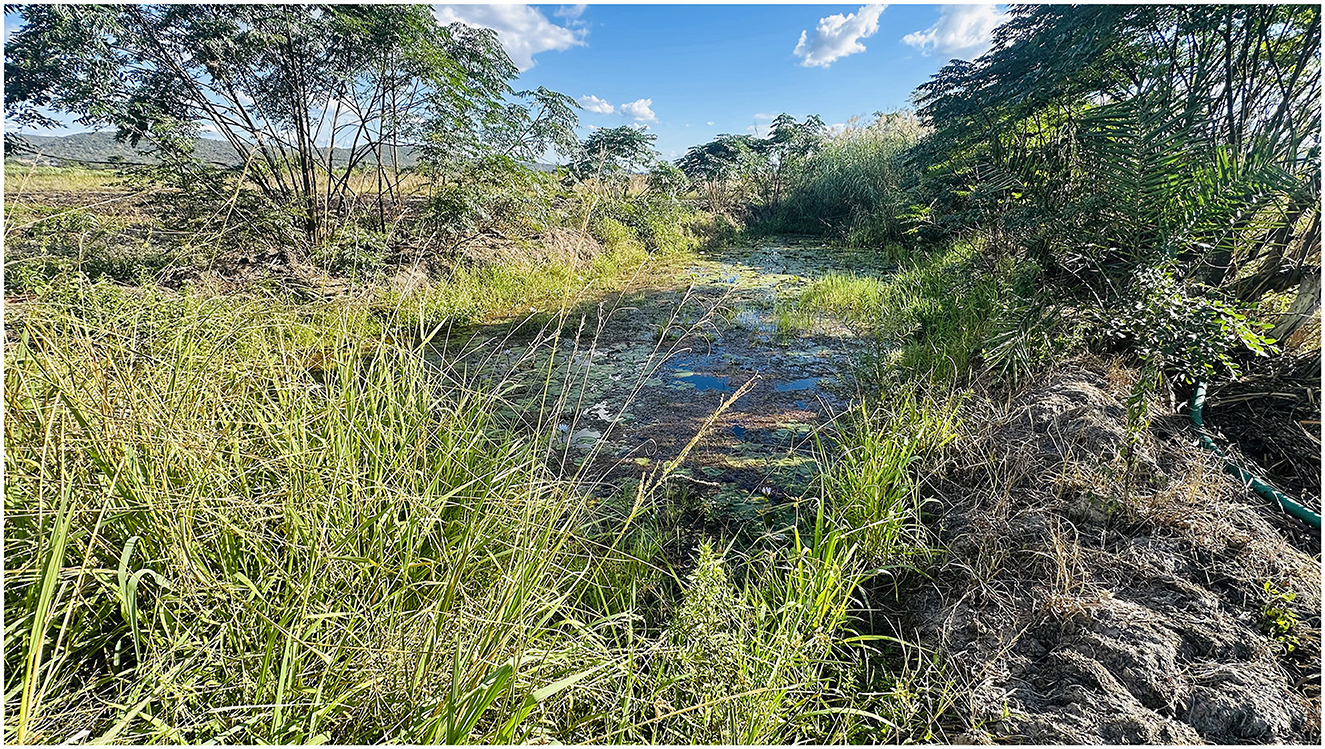 Lush green vegetation surrounds a small waterway under a bright blue sky. Tall grasses and trees line the edges, reflecting in the water's surface.
