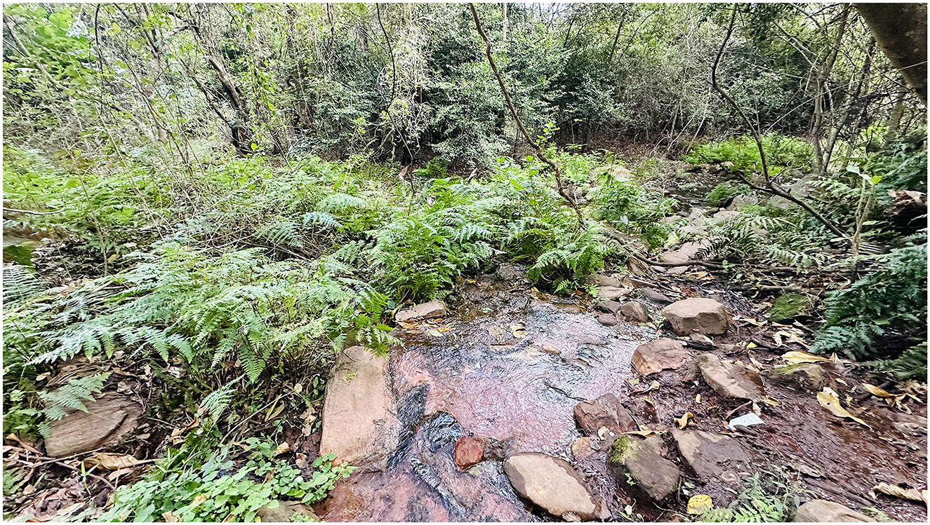 A small stream trickles through a lush forest, surrounded by ferns and rocks. Dense greenery and trees form the backdrop, creating a tranquil, natural scene.