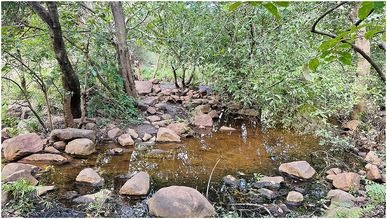 A small, shallow stream flows through a forested area. Surrounded by dense green foliage and rocks of various sizes, the water reflects the trees. Sunlight filters through the leaves above.