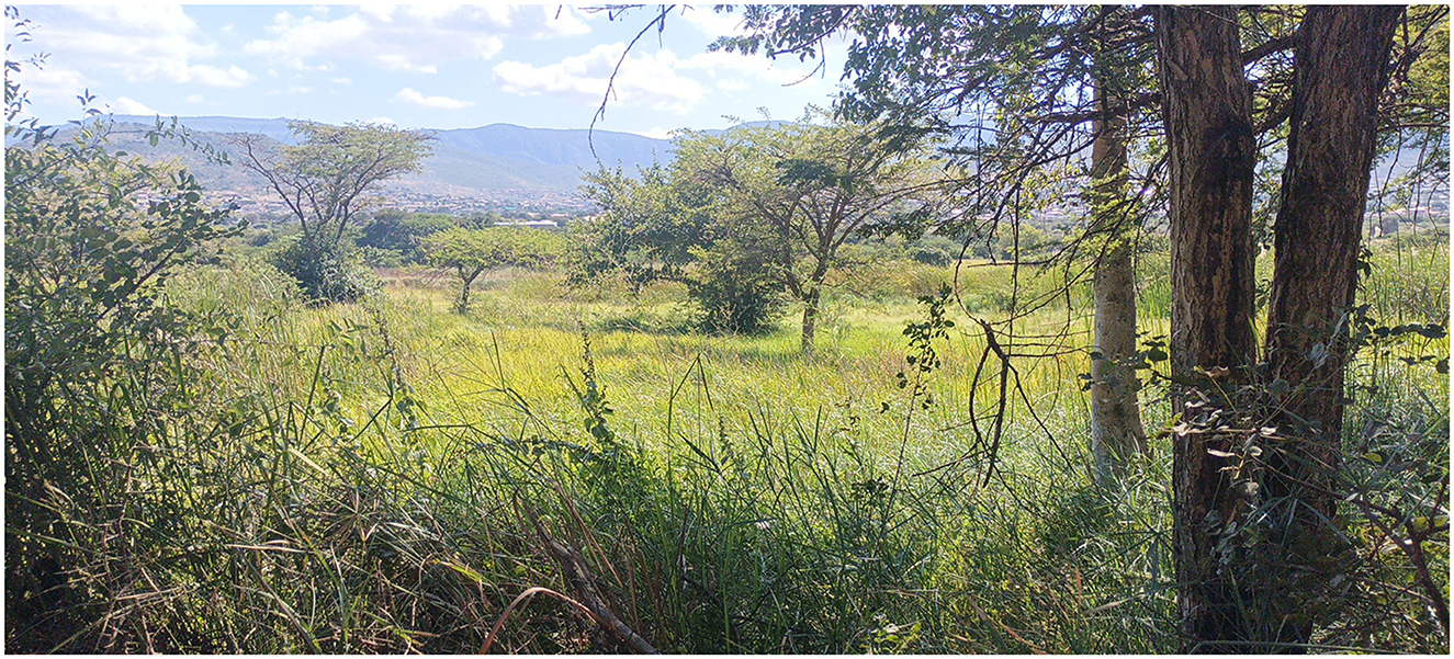 A scenic view of a grassy meadow with several scattered trees under a bright blue sky with fluffy clouds. Rolling hills are visible in the background, adding depth to the landscape.