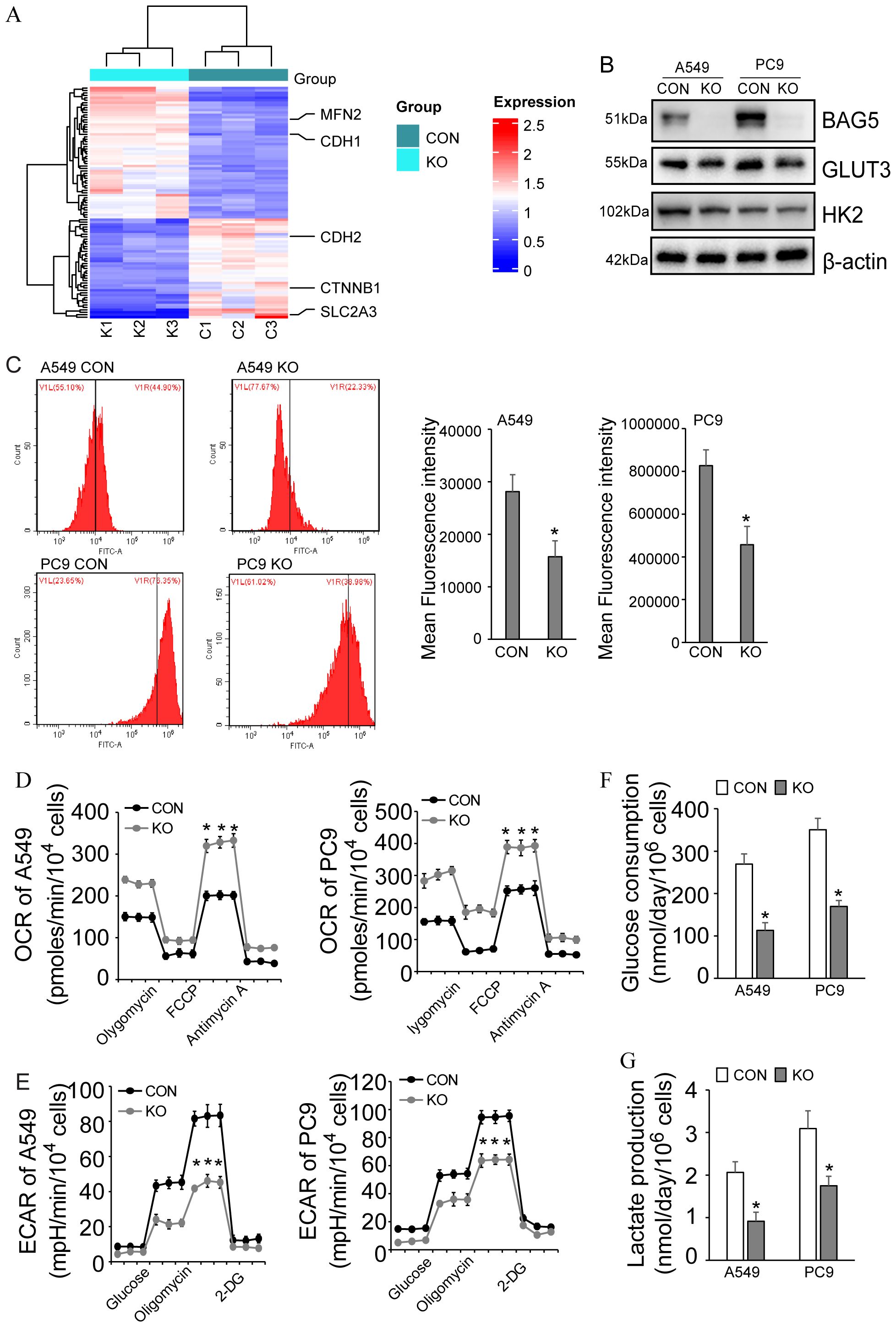 Grouped scientific data visuals: A: Heatmap displays expression levels of various genes across two groups, CON and KO, with a color gradient from blue (low) to red (high) expression. B: Western blot analysis shows protein levels of BAG5, GLUT3, HK2, and β-actin in A549 and PC9 cells for both groups. C: Flow cytometry histograms and bar charts indicate mean fluorescence intensity differences in CON and KO groups for A549 and PC9 cells. D: Line graphs show oxygen consumption rates (OCR) in response to metabolic inhibitors for A549 and PC9 cells. E: Line graphs depict extracellular acidification rates (ECAR) for both cell lines under different conditions. F: Bar chart of glucose consumption. G: Bar chart of lactate production, both showing significant differences between groups.