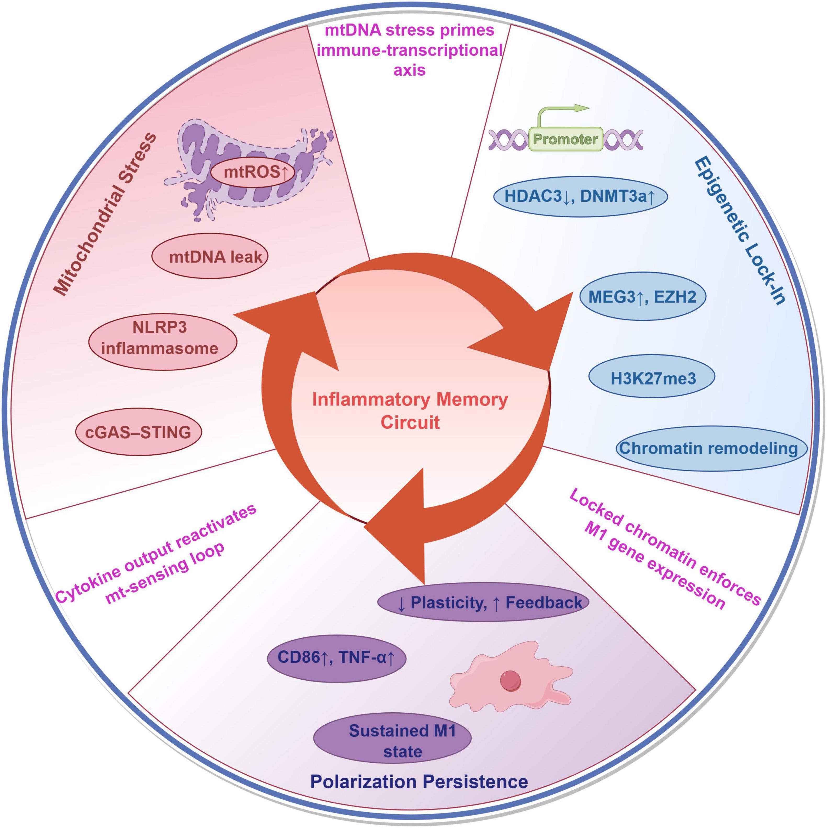 Diagram illustrating an inflammatory memory circuit with three main sections: Mitochondrial Stress, Epigenetic Lock-in, and Polarization Persistence. Mitochondrial Stress includes mtDNA leak and mtROS, activating pathways like NLRP3 inflammasome. Epigenetic Lock-in features promoter activity and gene regulation by HDAC3i, DNMT3a, MEG3, and H3K27me3, leading to chromatin remodeling. Polarization Persistence involves sustained M1 state with CD86 and TNF-alpha, and increased plasticity. The circuit promotes cytokine output reactivation and locked chromatin for M1 gene expression. Central arrows reinforce the feedback loop.