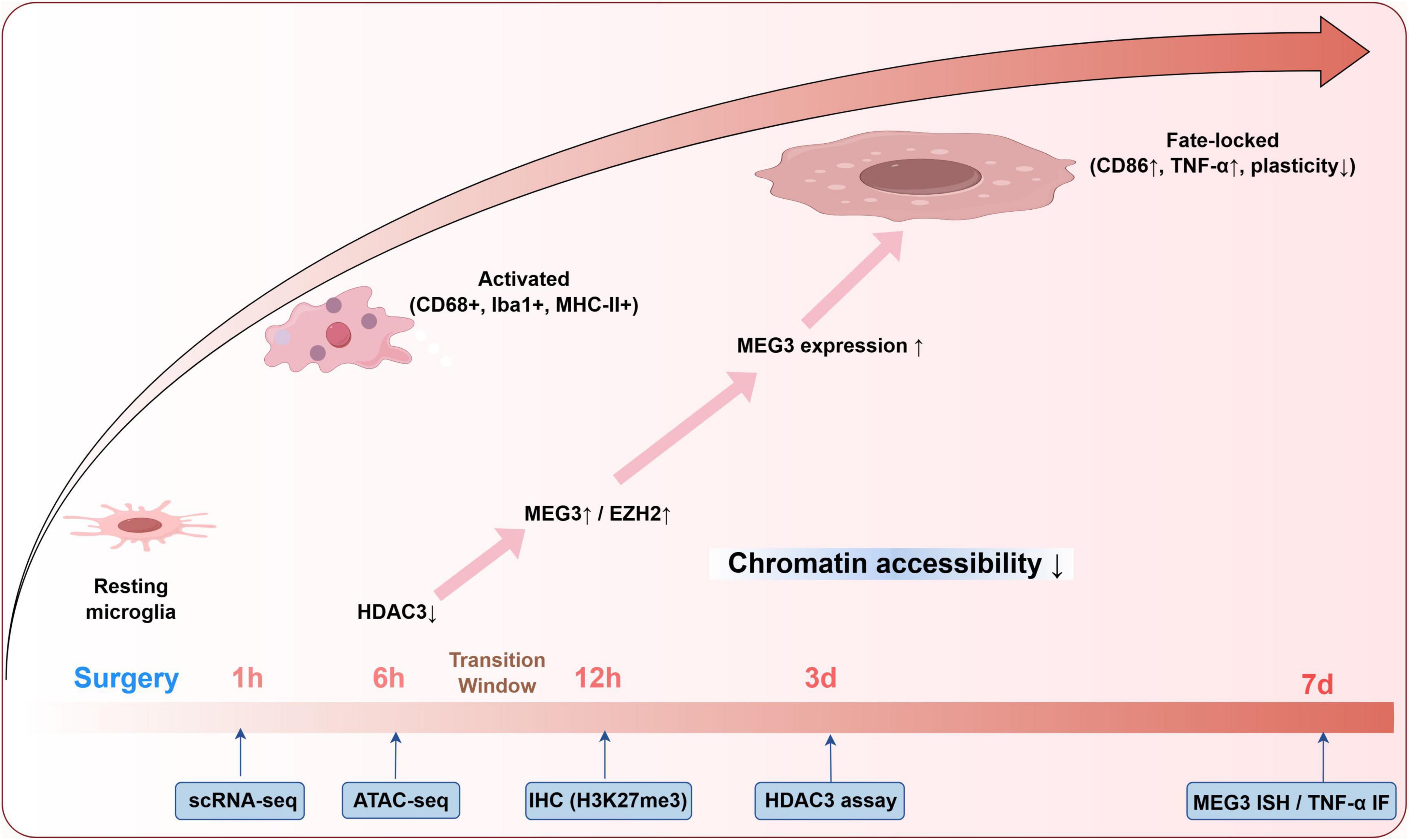 Illustration depicting the process of microglial activation post-surgery, from resting to fate-locked states. Stages at one hour, six hours, twelve hours, three days, and seven days are shown, highlighting changes in markers (CD68, Iba1, MHC-II), MEG3/EZH2 expression, and chromatin accessibility. Techniques used at each stage include scRNA-seq, ATAC-seq, IHC, HDAC assay, and MEG3 ISH/TNF-α IF.