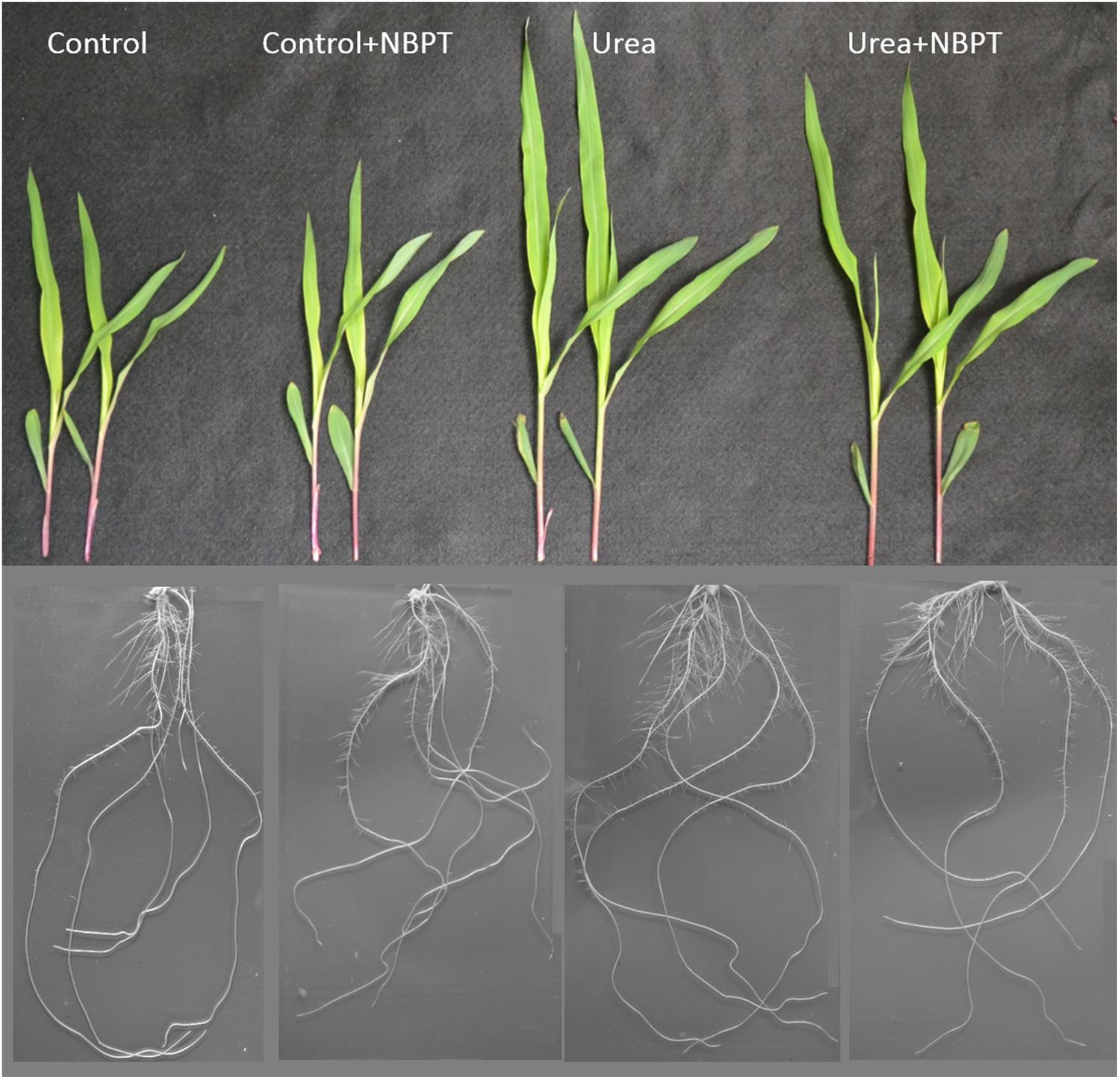 Lurk pale arm Frontiers | The Urease Inhibitor NBPT Negatively Affects DUR3-mediated Uptake and Assimilation of Urea in Maize Roots Lurk pale arm Frontiers | The Urease Inhibitor NBPT Negatively Affects DUR3-mediated Uptake and Assimilation of Urea in Maize Roots