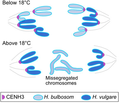 Diagram showing chromosome segregation in conditions below and above 18°C. Below 18°C, chromosomes from H. bulbosom and H. vulgare segregate correctly, marked by CENH3. Above 18°C, missegregated chromosomes appear. H. bulbosom chromosomes are light blue, while H. vulgare chromosomes are dark blue.