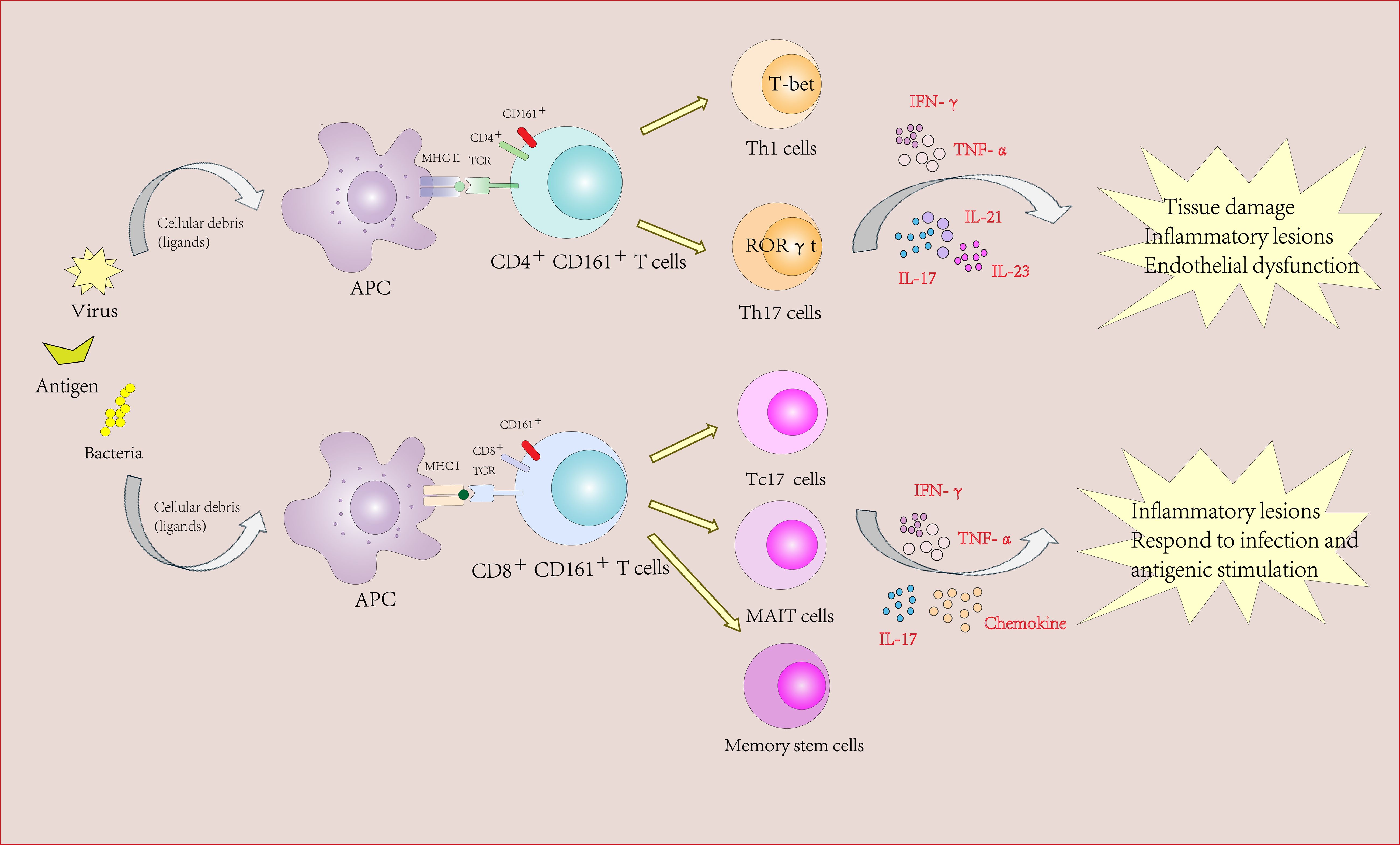 CD161-expressing CD4+ T cells are classified as Th1 and Th17. The imbalance of CD161+ Th17/ CD161+ Th1 cells may promote the occurrence and development of the disease.CD8+ T cells expressing CD161 are classified as tissue-homing MAIT (mucosa-associated invariant T) cells, cytotoxic Tc17 cells or Tmem (stem cell-like memory) cells. In addition to the memory function, Tmem cells also exhibit characteristics of tissue homing and enhanced cytotoxicity. Tmem cells respond to viral infections and can be activated by antigen-presenting cells loaded with viral peptides or intracellular bacteria.