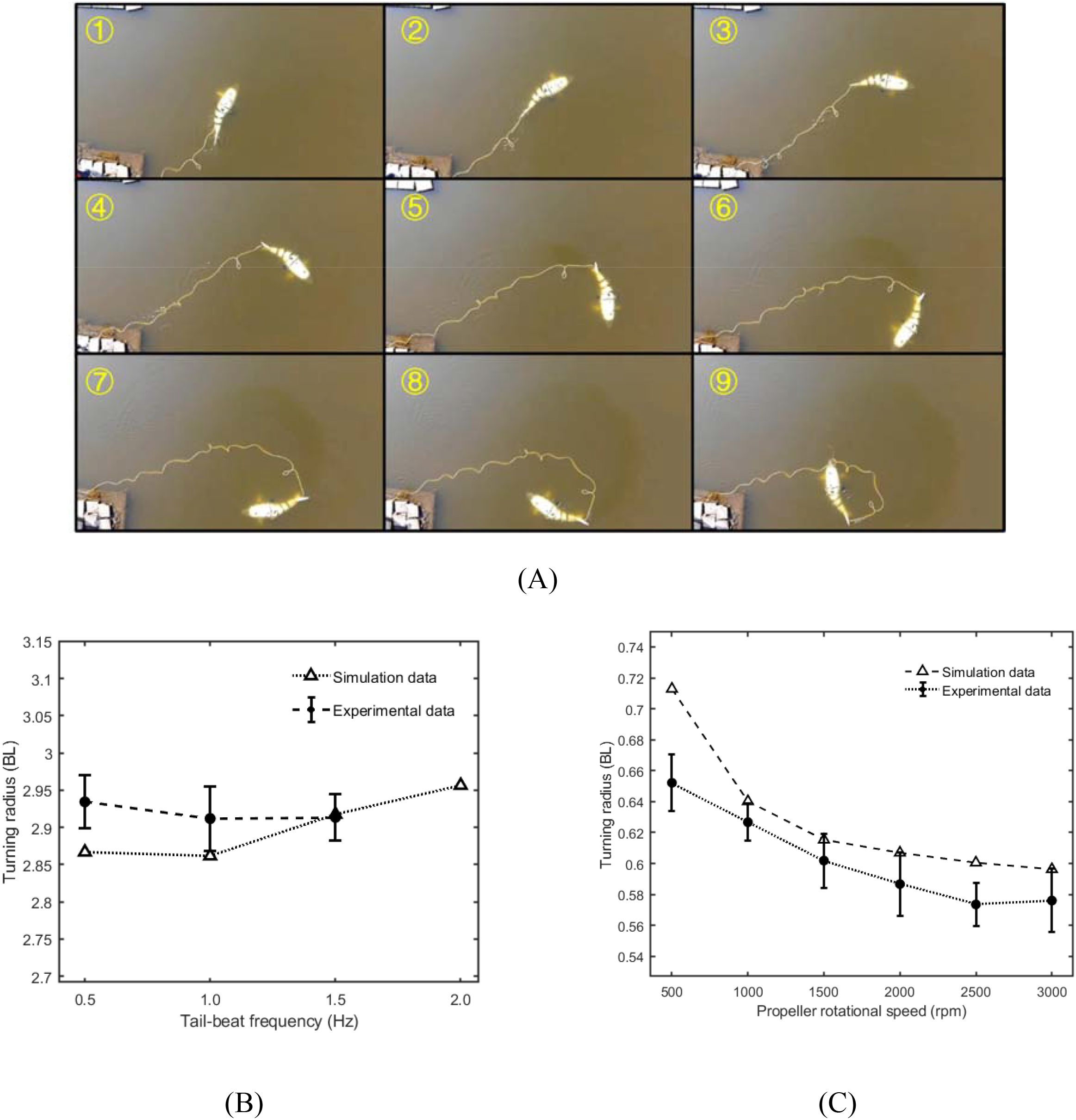 Panel A shows a sequence of nine images illustrating a light-colored fish's movement through water, labeled one to nine. Panel B is a graph comparing simulation and experimental data on turning radius versus tail-beat frequency, ranging from 0.5 to 2.0 Hertz. Panel C presents a graph comparing simulation and experimental data on turning radius versus propeller rotational speed, ranging from 500 to 3000 revolutions per minute.