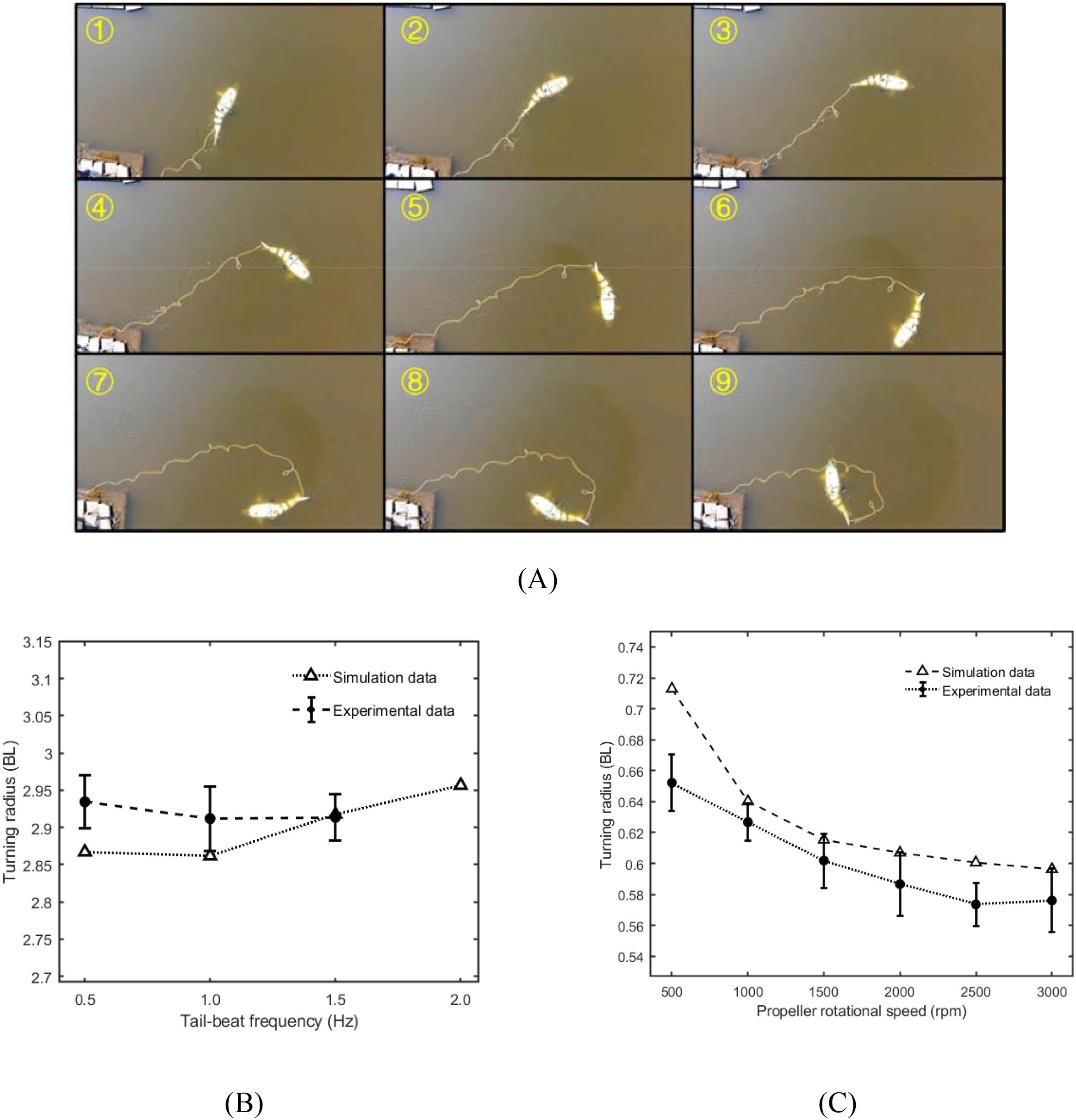 Panel A shows a sequence of nine images illustrating a light-colored fish's movement through water, labeled one to nine. Panel B is a graph comparing simulation and experimental data on turning radius versus tail-beat frequency, ranging from 0.5 to 2.0 Hertz. Panel C presents a graph comparing simulation and experimental data on turning radius versus propeller rotational speed, ranging from 500 to 3000 revolutions per minute.