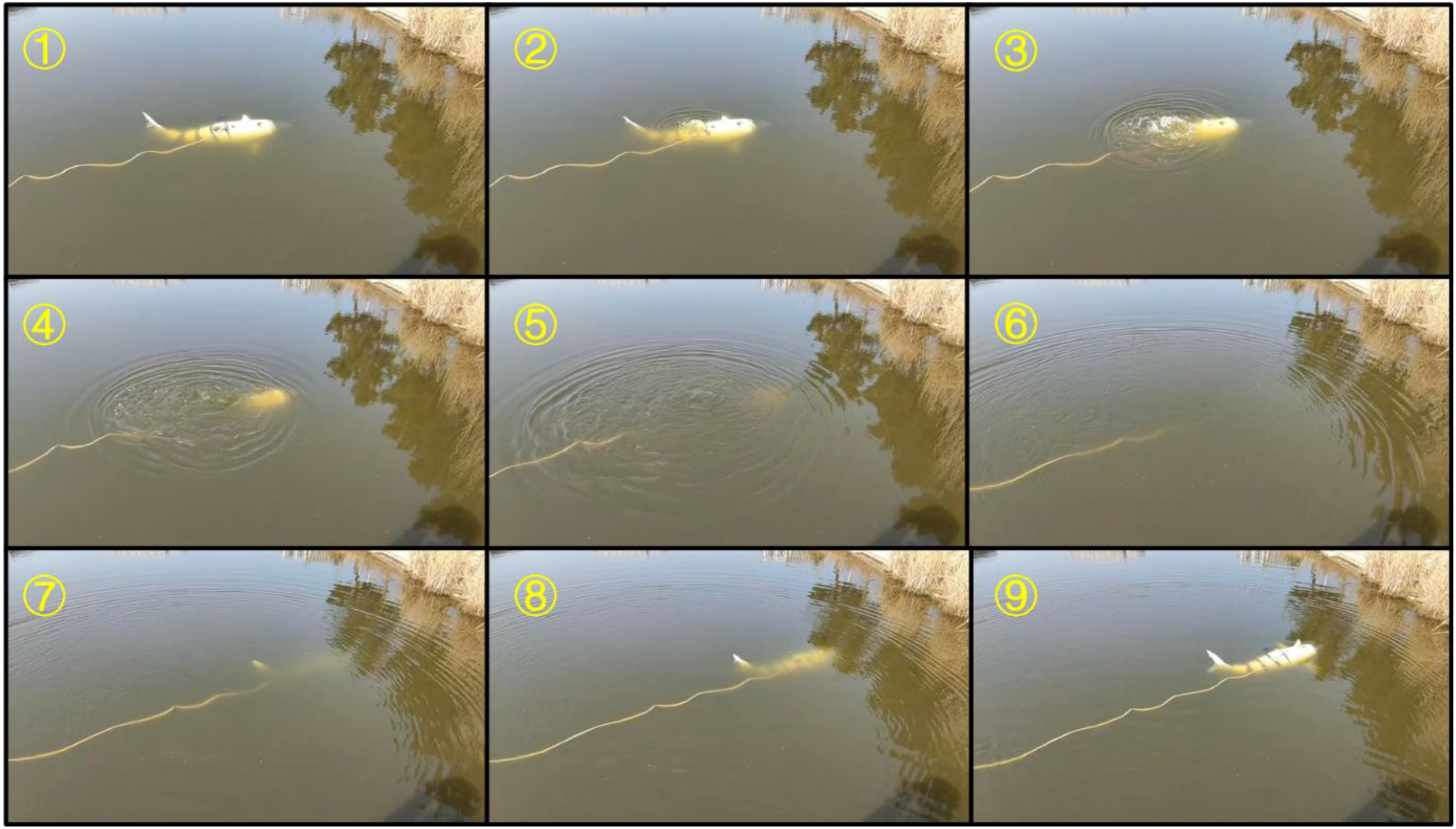 A series of nine images show a yellow object, possibly a fish or a device, attached to a rope in a body of water. The sequence captures the object submerged and creating ripples from positions 1 to 9. Reflections of nearby vegetation are visible on the water's surface.