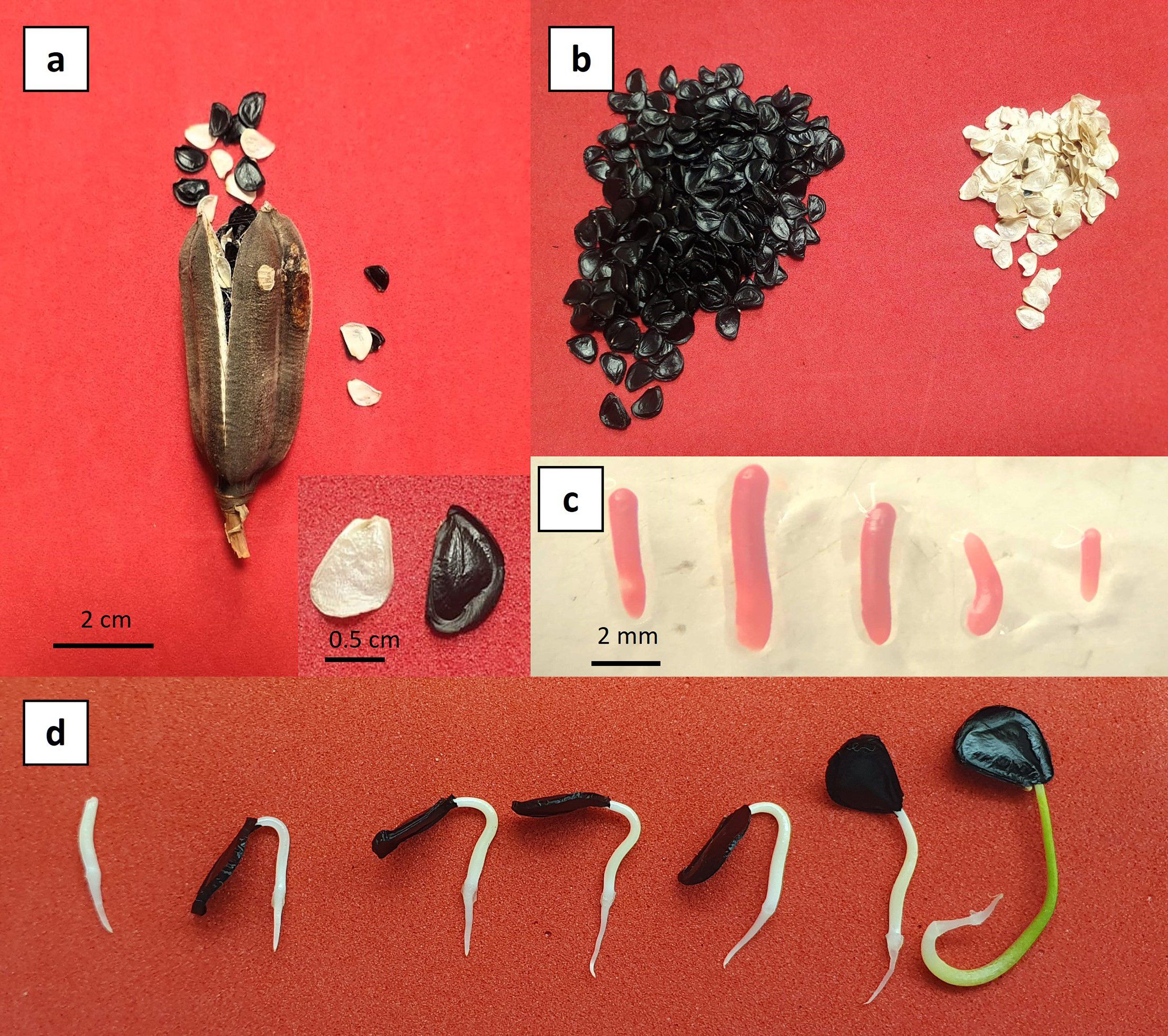 Group of four images depicting various seed and sprout stages. (a) Open seed pod with black and white seeds spilling out. Inset shows a close-up of a white and black seed. (b) Piles of black and white seeds. (c) Several red-tinted elongated seed coatings on a light background. (d) Series of sprouting seeds, showing progressive stages of germination with roots emerging and one showing green growth.