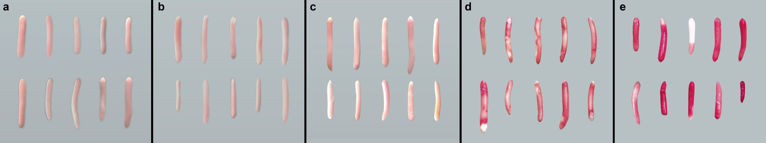 Five panels labeled a to e, each displaying two rows of kidney-shaped objects. Panel a shows light pink objects. Panel b contains similar light pink objects. Panel c objects have slight variations in hue. Panel d features darker, more irregular objects. Panel e displays red and white objects with greater variation in color. Each row in panels a to c has six items; panels d and e have varying numbers.