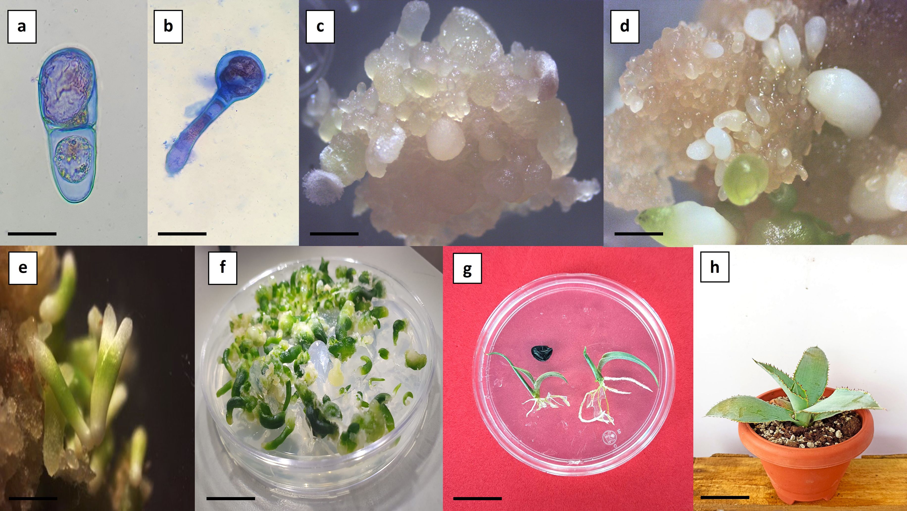 a) Microscopic view of a cell with two visible sections. b) Dark-stained elongated cell structure. c) Cluster of small, translucent cell structures. d) Close-up of clustered cells with white and green features. e) Emerging green shoots from a medium. f) Petri dish with numerous small green sprouts. g) Petri dish with two sprouted plants and a dark seed. h) Potted plant with broad leaves on wooden surface.