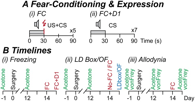 Diagram illustrating fear-conditioning and expression experiments, with timelines. Part A details two protocols: (i) FC using unconditioned and conditioned stimuli over 90 seconds, and (ii) FC+D1 using conditioned stimuli. Part B shows experimental timelines for (i) Freezing, (ii) Light/Dark Box or Open Field (LD Box/OF), and (iii) Allodynia, with acetone, surgery, and testing phases over 14 days.