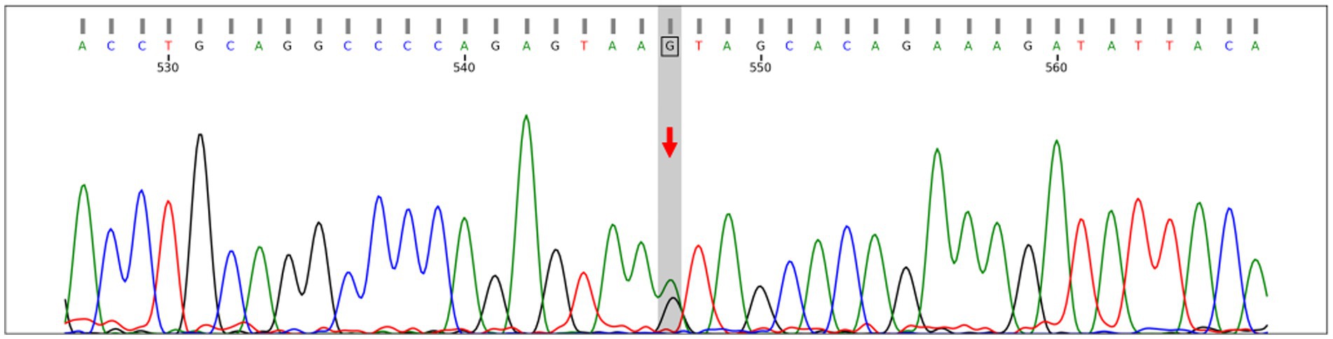 DNA chromatogram showing colored peaks representing DNA sequences. Base pairs are labeled above the peaks with letters A, C, G, and T, indicating nucleotide bases. The sequence shows a mix of colors: blue for cytosine (C), green for adenine (A), black for guanine (G), and red for thymine (T). An arrow highlights a specific base pair position.