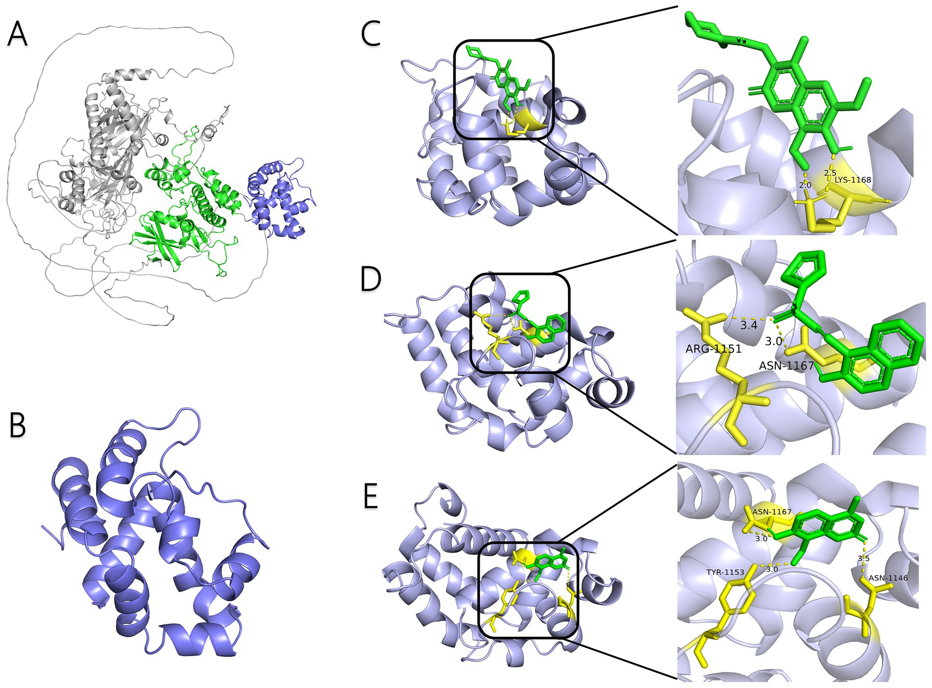 Five protein structure diagrams are labeled A to E. A: Three-dimensional protein complex with colored regions in gray, green, and blue. B: Blue protein structure with helices.C, D, E: Close-up views of binding interactions. Ligands in green, proteins in purple, key amino acids in yellow, and distance measurements labeled with numbers.