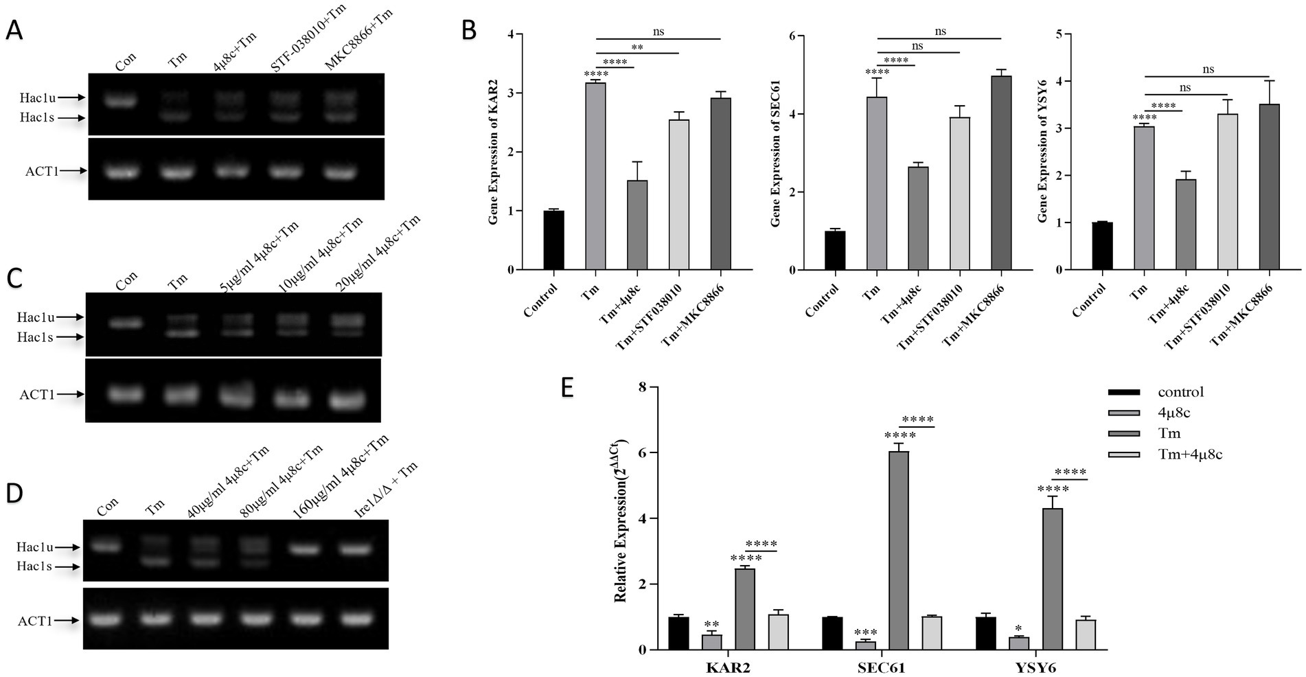 Gel electrophoresis and bar graphs display gene expression analysis. Panels A and C show bands for Hac1u, Hac1s, and ACT1. Panels B and E illustrate changes in gene expression levels for KAR2, SEC61, and YSY6 under different treatments. Panel D shows dose-dependent effects of treatments on Hac1 expression. Statistical significance is indicated with asterisks.