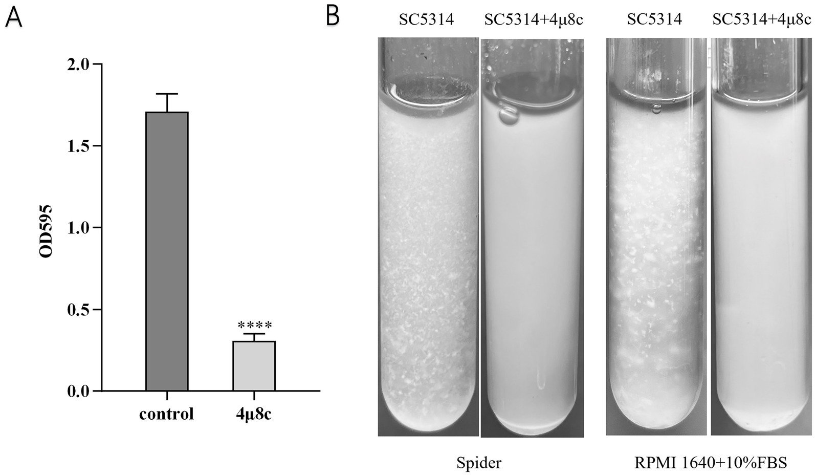 A panel with two parts. Panel A shows a bar graph comparing control and 4μ8c at OD595, with the control bar higher than 4μ8c, which is marked with asterisks indicating significance. Panel B consists of four test tubes labeled SC5314 and SC5314+4μ8c under Spider and RPMI 1640+10% FBS conditions. The SC5314 tubes show more visible growth compared to the SC5314+4μ8c tubes, which appear clearer.