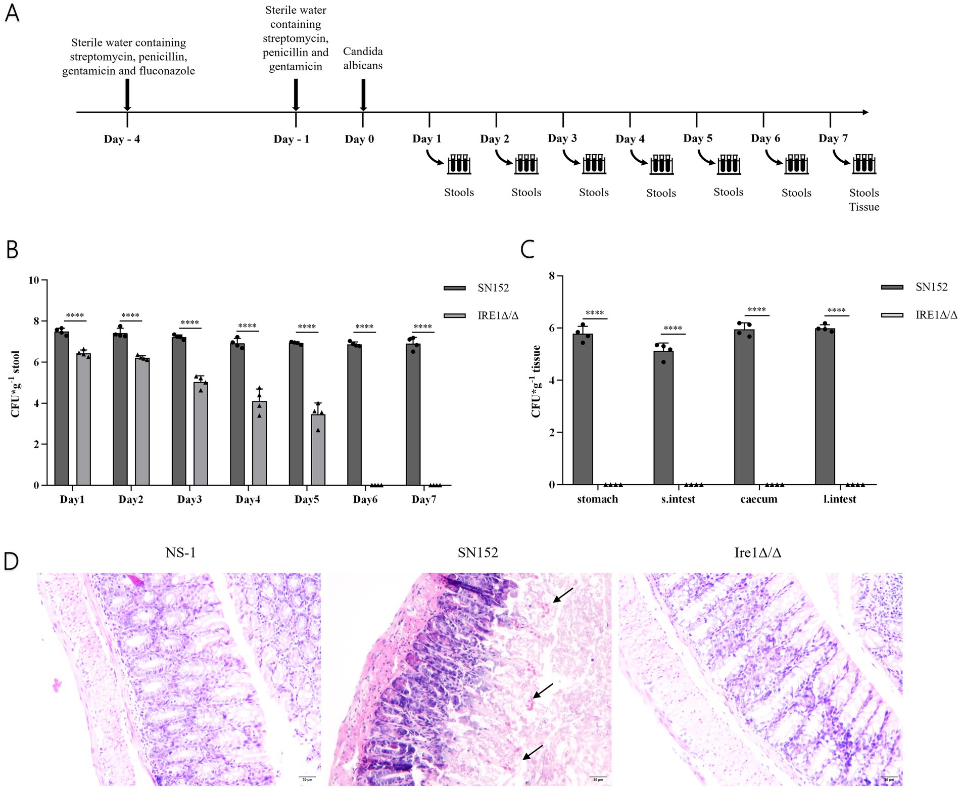 Panel A shows a timeline of treatment and sample collection over eight days involving antibiotics and Candida albicans. Panel B presents a bar chart comparing CFU counts in stool over seven days between SN152 and IRE1Δ/Δ strains. Panel C shows bar charts depicting CFU counts in various tissues on day seven. Panel D displays histological images of intestinal tissues from NS-1, SN152, and Ire1Δ/Δ, with noticeable structural differences and areas marked by arrows.