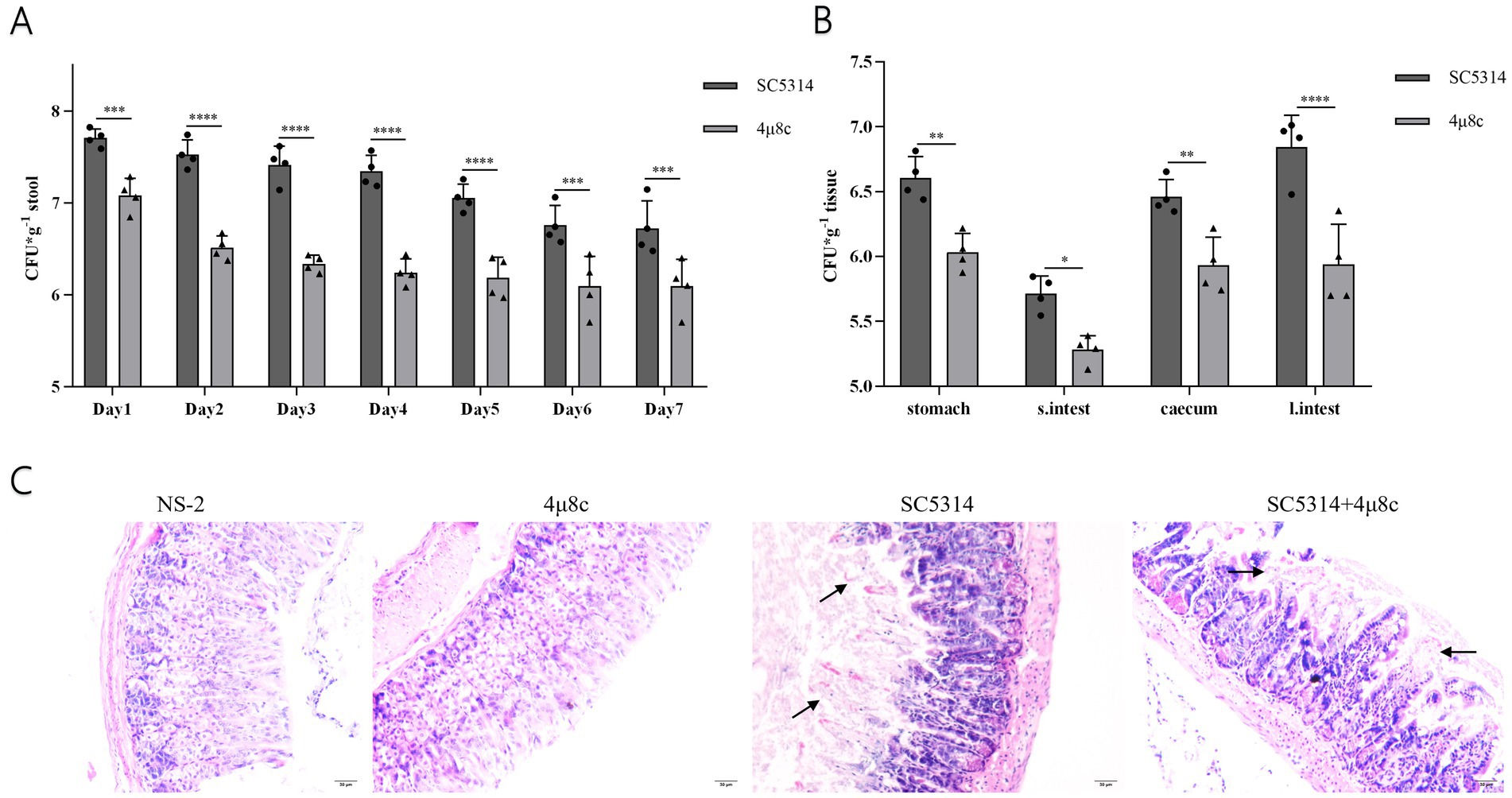 (A) Bar graph comparing CFU per gram of stool over seven days between SC5314 and 4μ8c groups, showing significant differences. (B) Bar graph of CFU per gram of tissue in stomach, small intestine, caecum, and large intestine, with SC5314 showing higher values. (C) Microscopic images of tissue sections under NS-2, 4μ8c, SC5314, and SC5314+4μ8c conditions, with arrows indicating specific features.