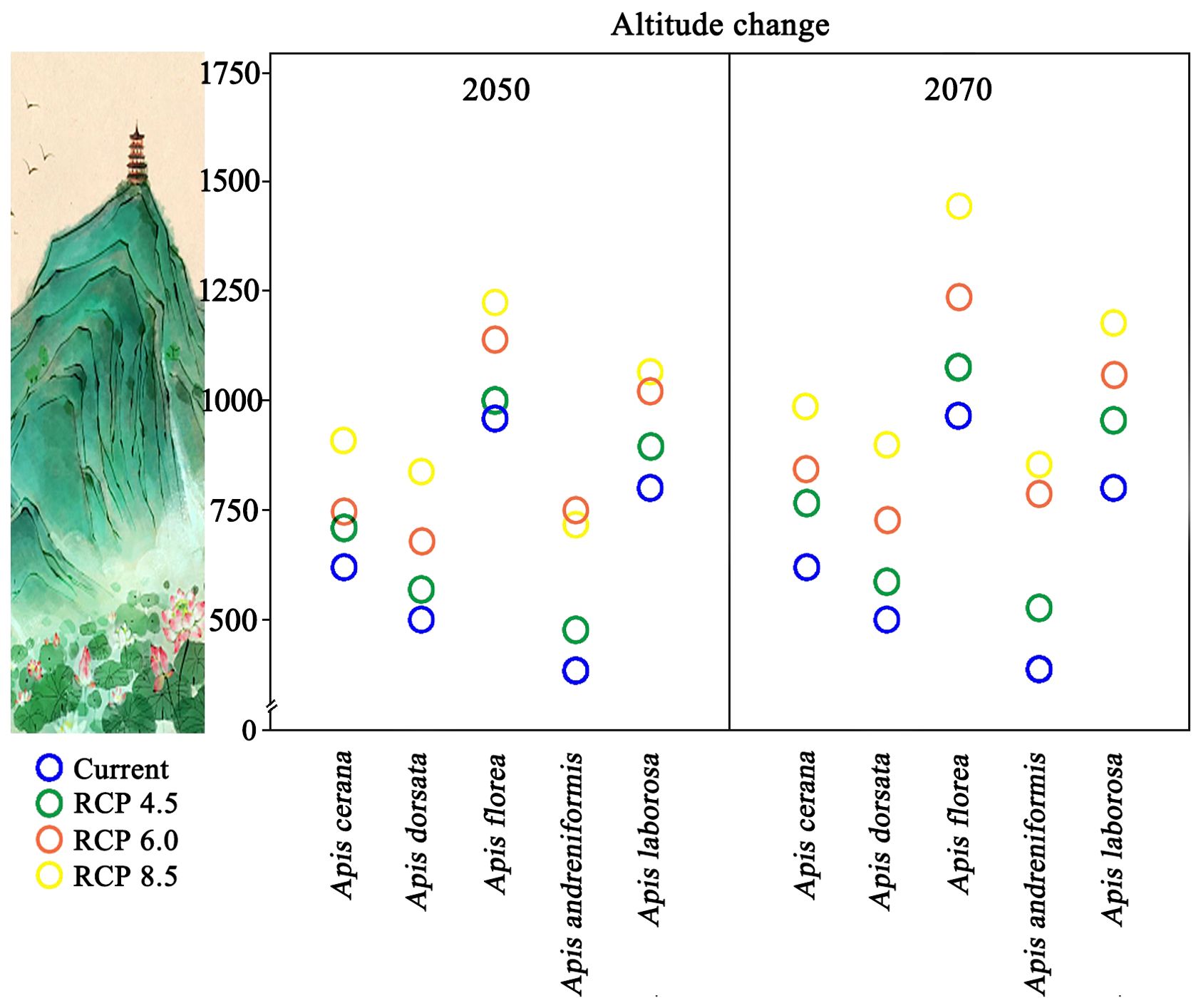 Scatter plot depicting projected altitude changes for five Apis species in 2050 and 2070 under different climate scenarios. Current altitudes are shown in blue, RCP 4.5 in green, RCP 6.0 in orange, and RCP 8.5 in yellow. An illustration of a mountain with a pagoda is on the left.