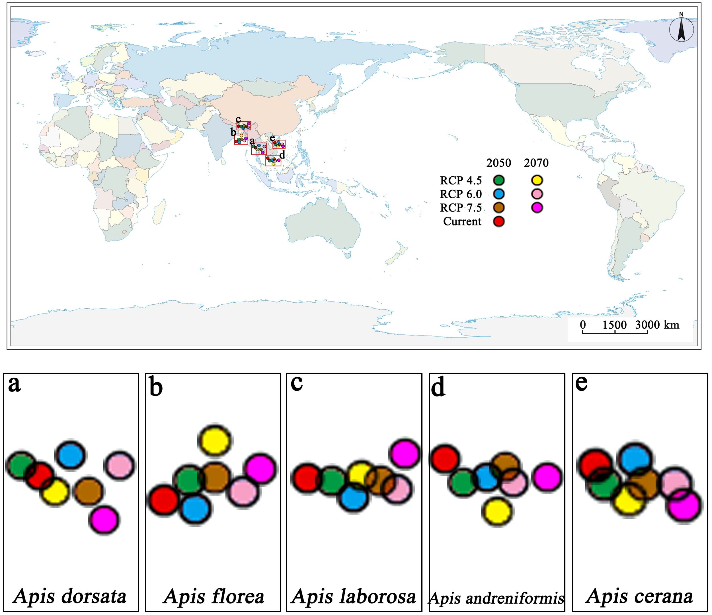 Map illustrating potential distribution changes of five bee species (Apis dorsata, Apis florea, Apis laboriosa, Apis andreniformis, Apis cerana) in South and Southeast Asia under different climate scenarios for 2050 and 2070. Color-coded legend indicates scenarios: RCP 4.5, RCP 6.0, RCP 7.5, and current. Inset charts show color-coded distribution changes for each species. Scale bar is present at the bottom right.