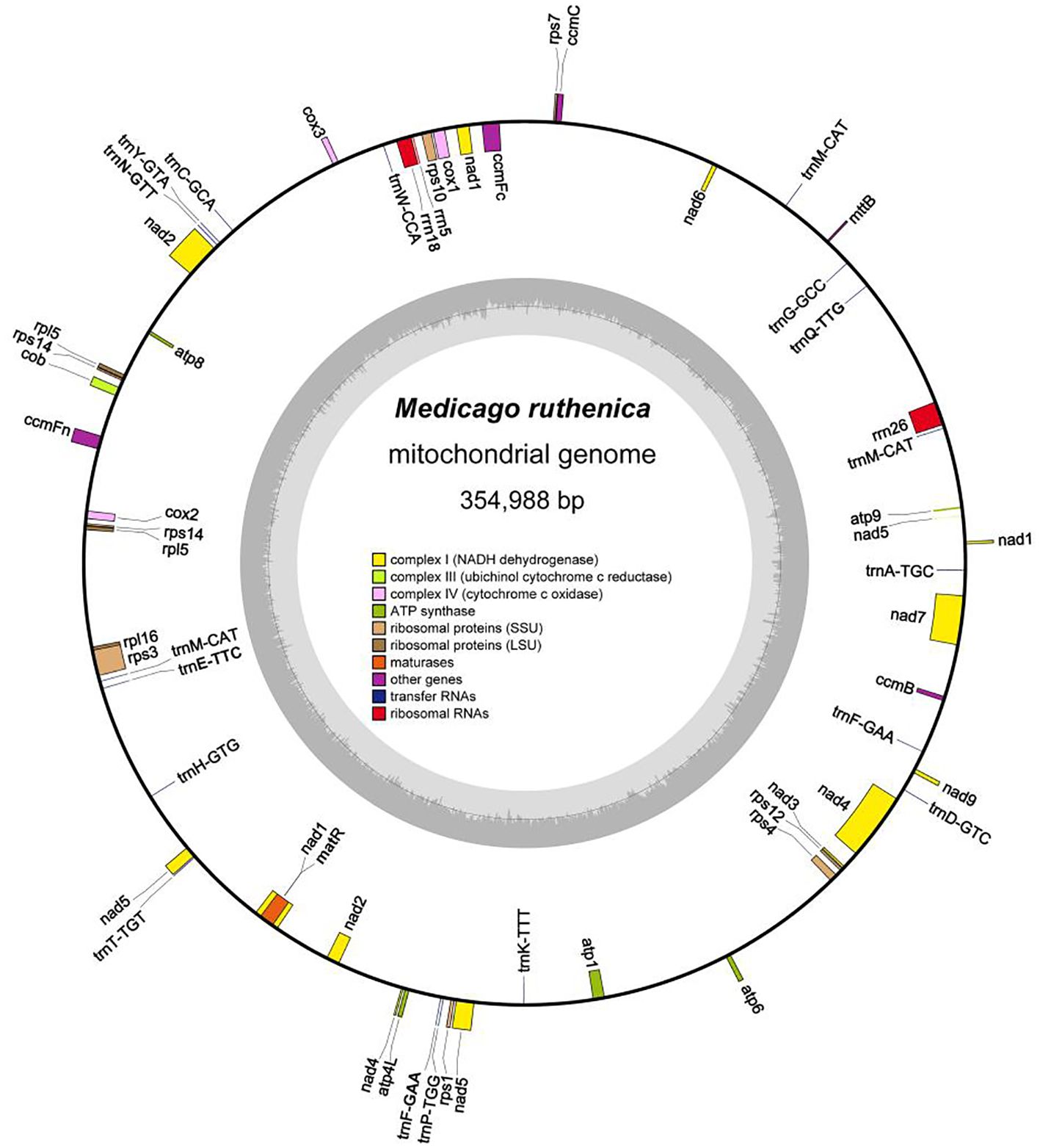 Circular diagram depicting the mitochondrial genome of *Medicago ruthenica*, totaling 354,988 base pairs. Sections are color-coded to represent different gene complexes, including NADH dehydrogenase, cytochrome c reductase, cytochrome c oxidase, ATP synthase, ribosomal proteins, maturases, and transfer RNAs. Key to colors is included.