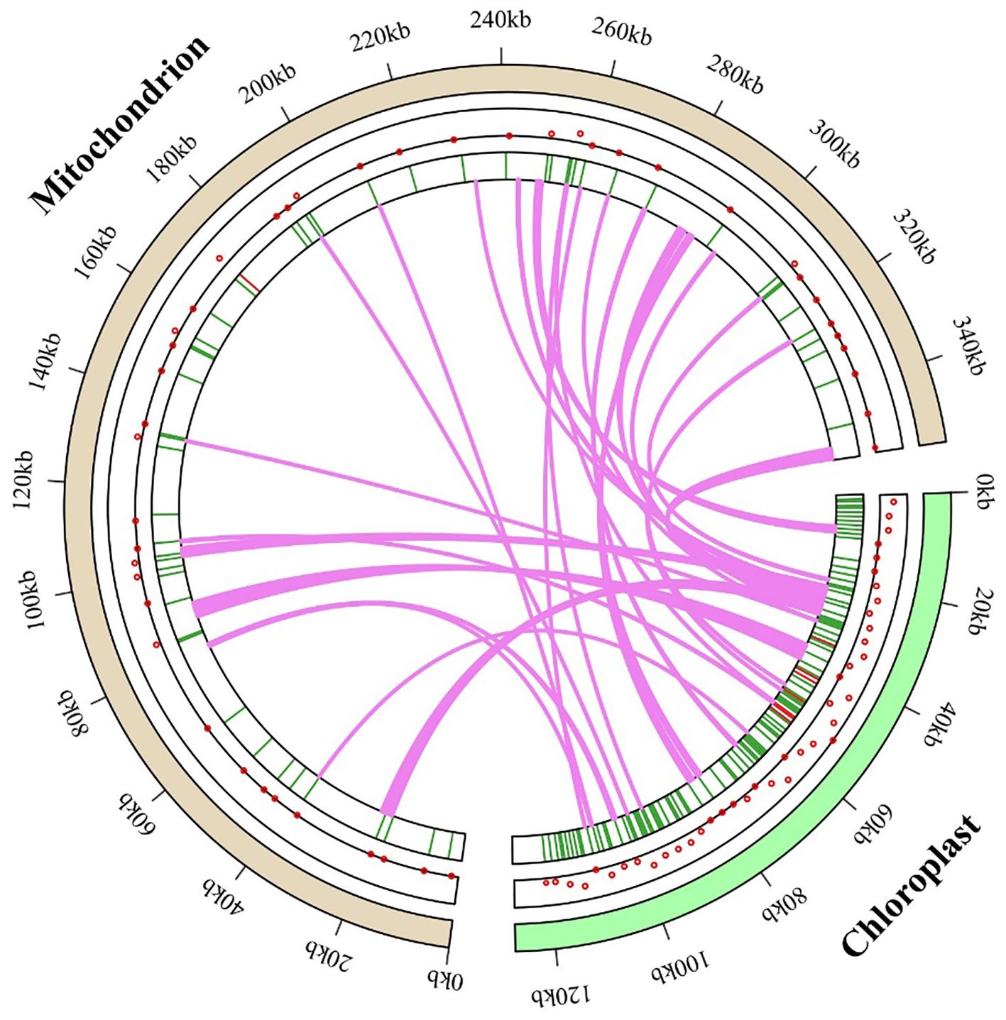 Circular diagram comparing mitochondrial and chloroplast genomes. Outer beige ring represents mitochondrial DNA, marked in kilobases, with inner green ring for chloroplast DNA. Red dots and green bars indicate specific features. Pink lines link similar segments between genomes, showing synteny or shared sequences.